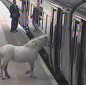 Horse On Train