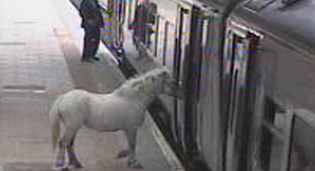 Horse On Train