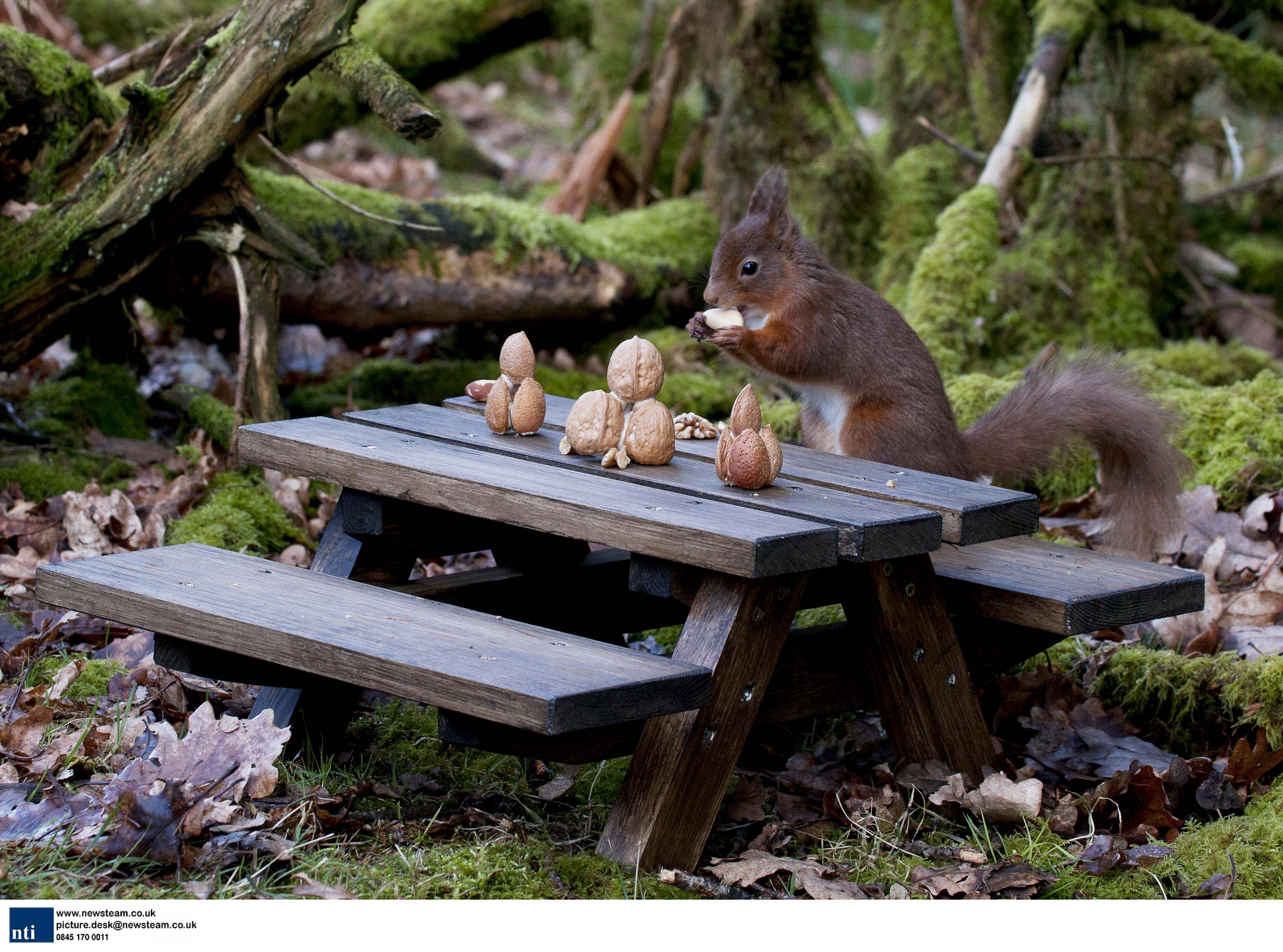 A squirrels picnic