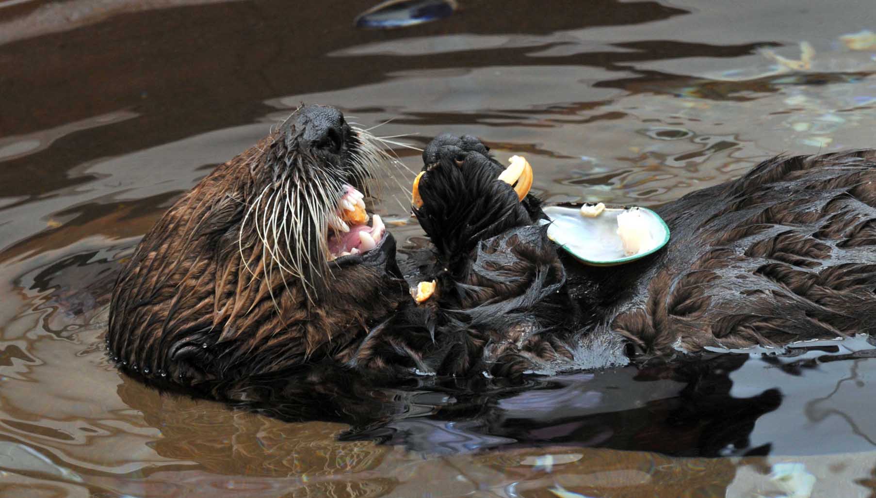 How the ‘otter half’ live