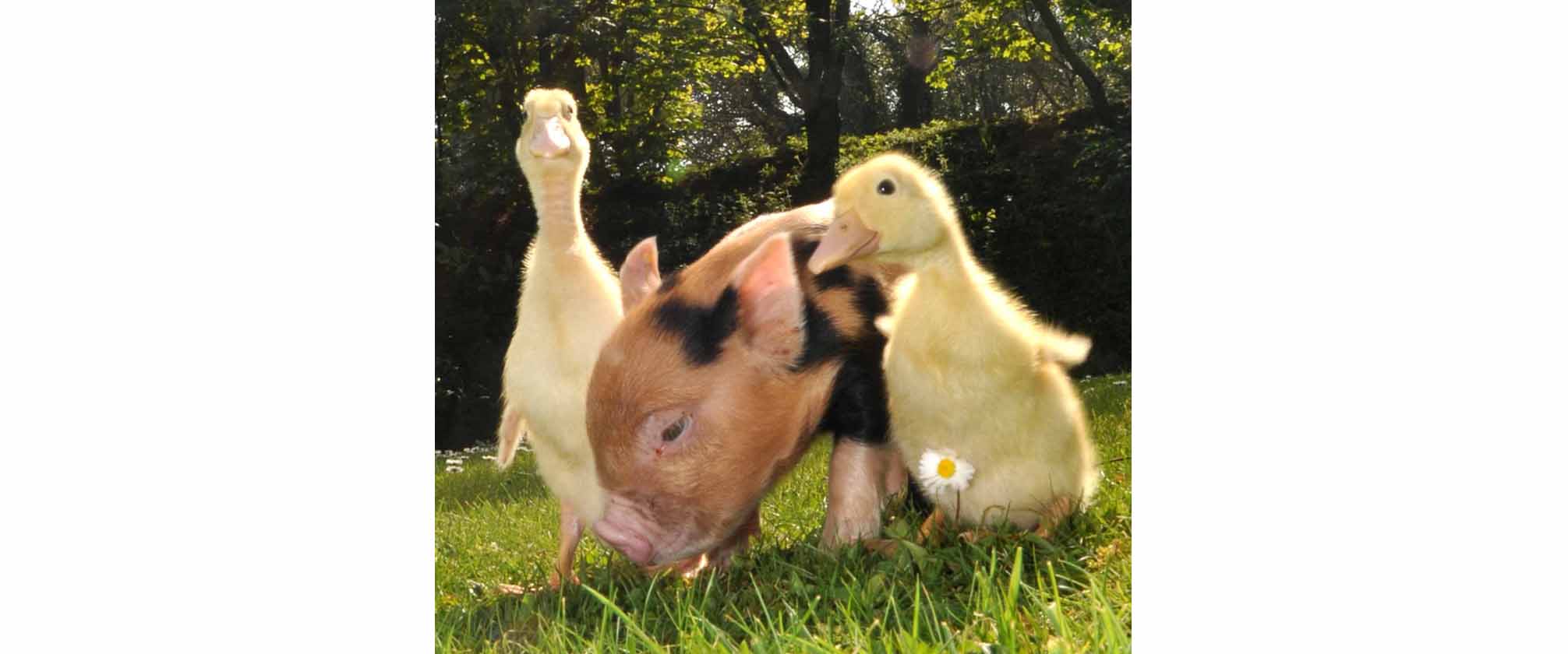 Pig that thinks its a duck