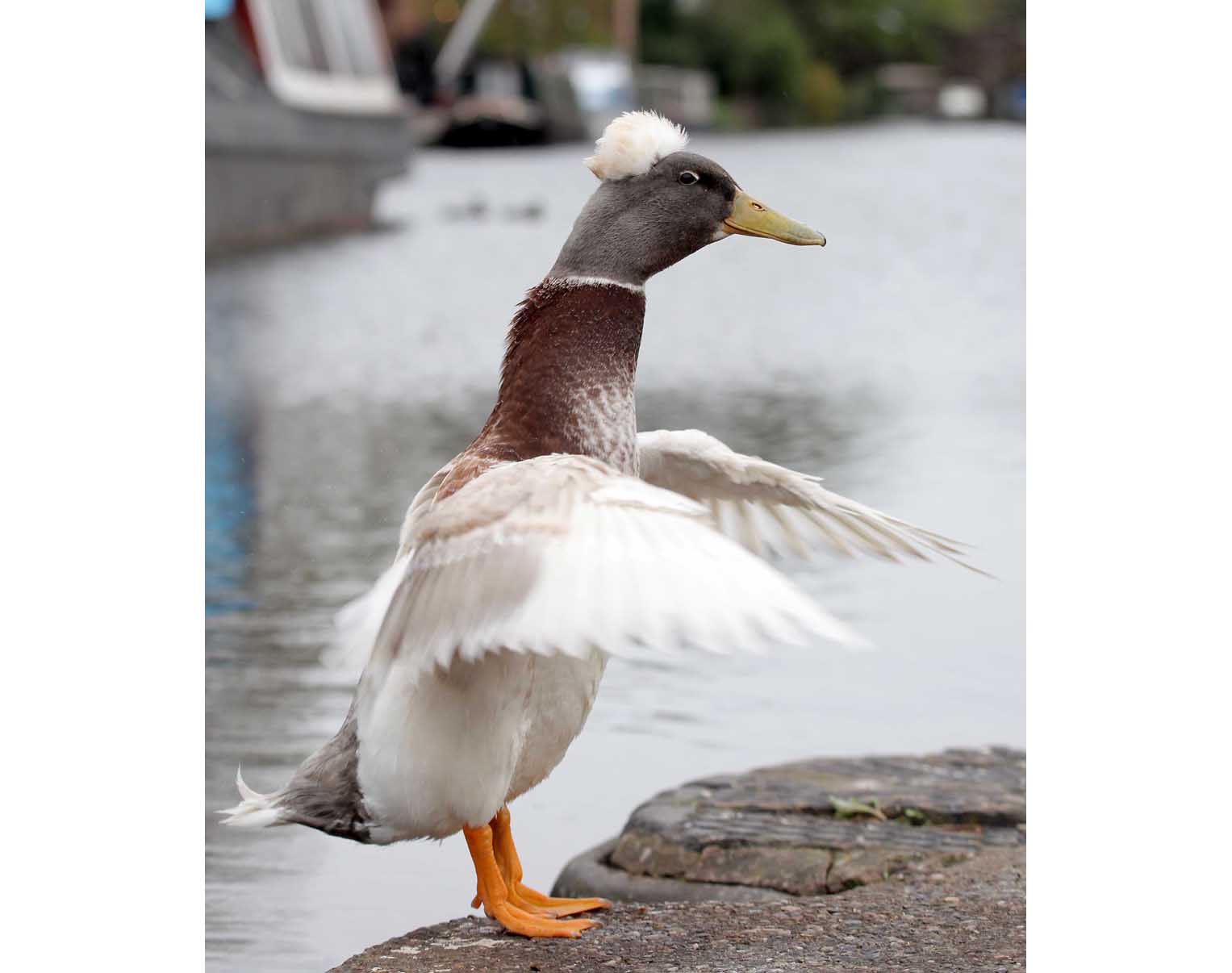 Punk Duck