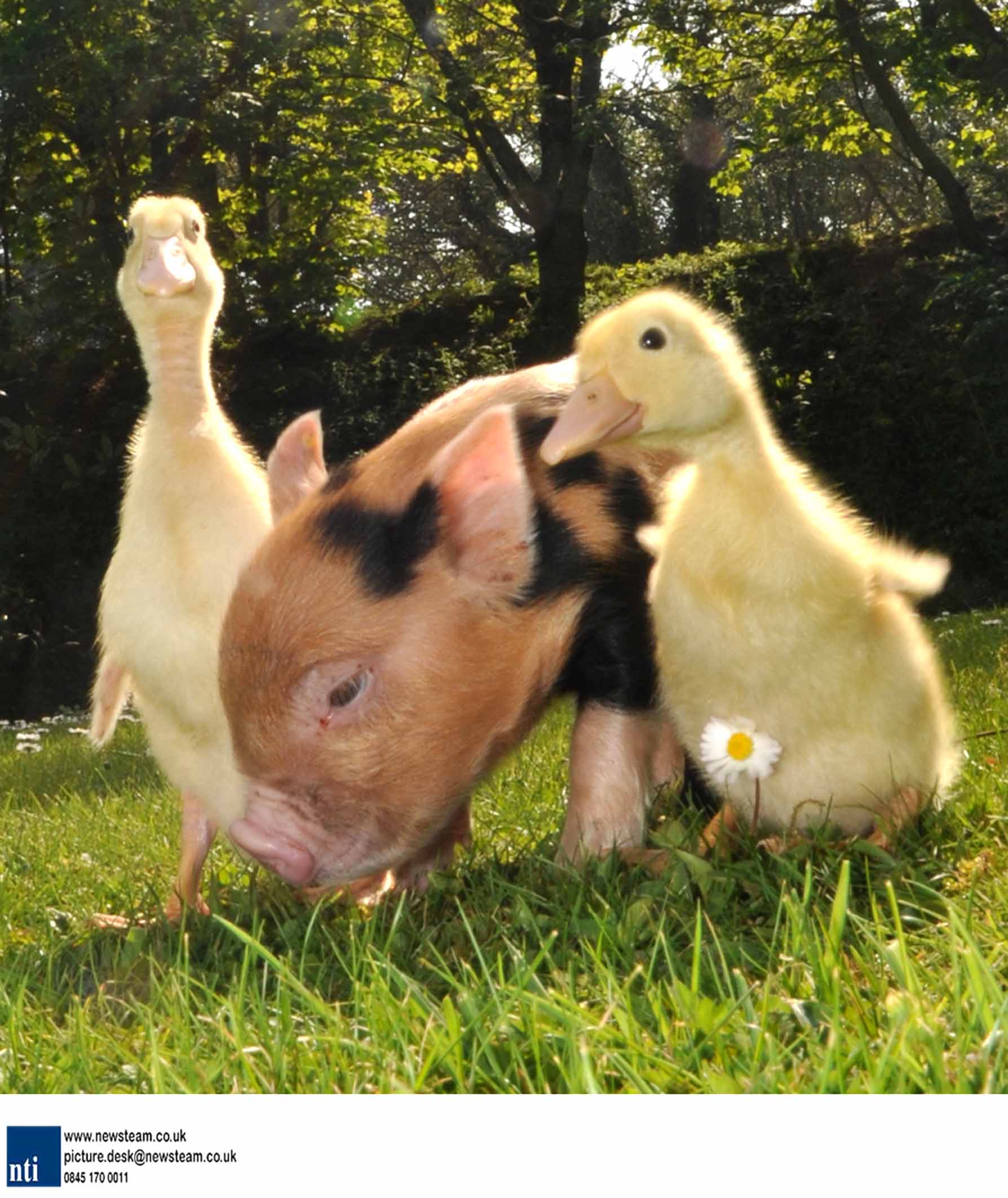Pig that thinks its a duck