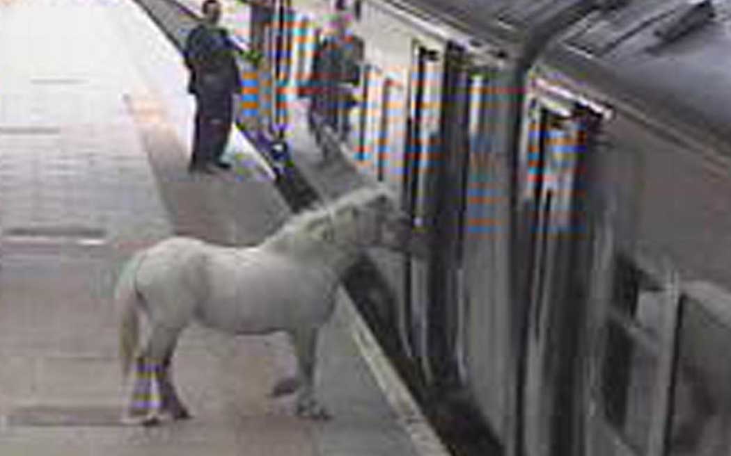 Man tries to board train with a pony