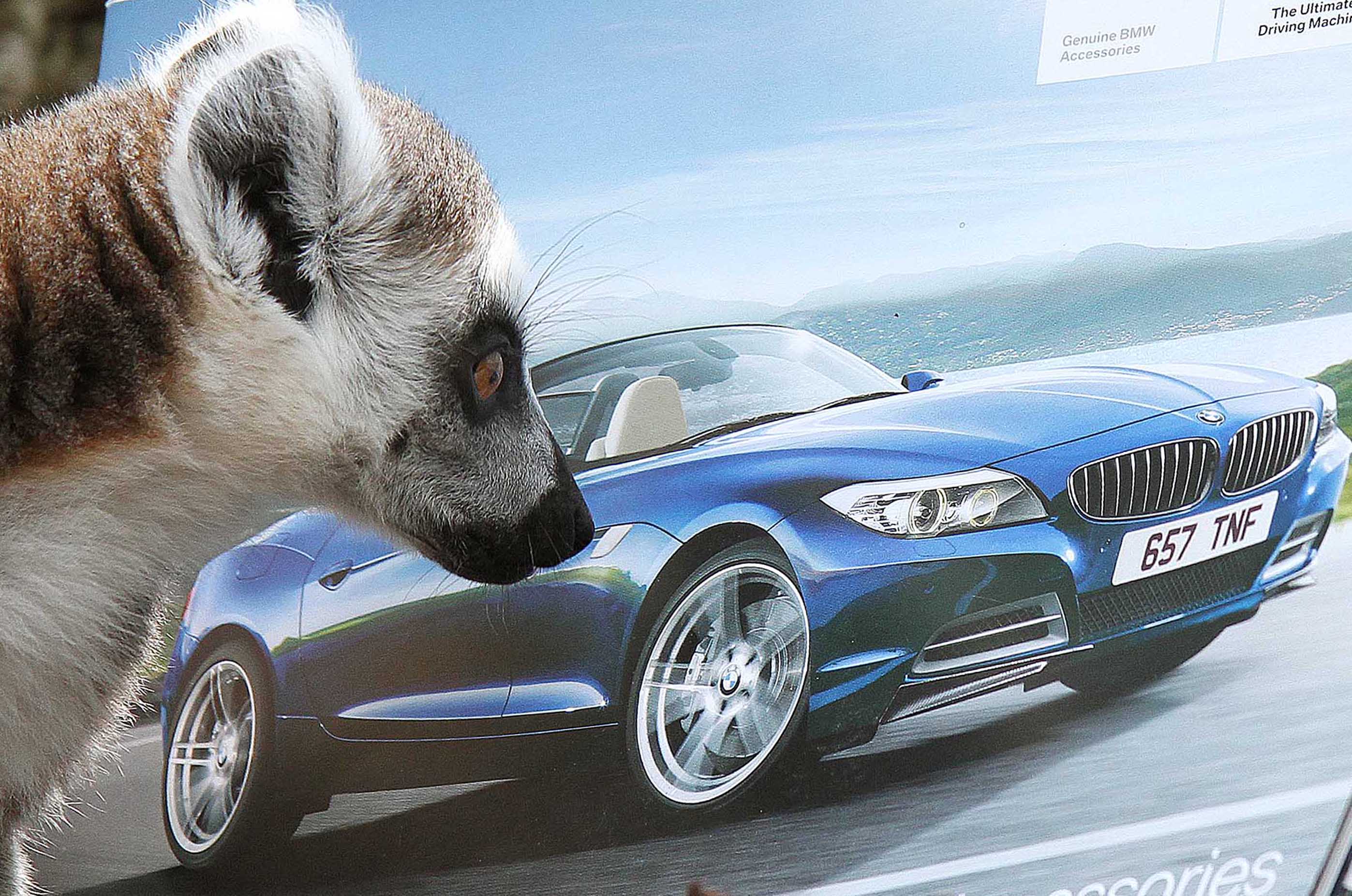 Lemurs and their Beemers
