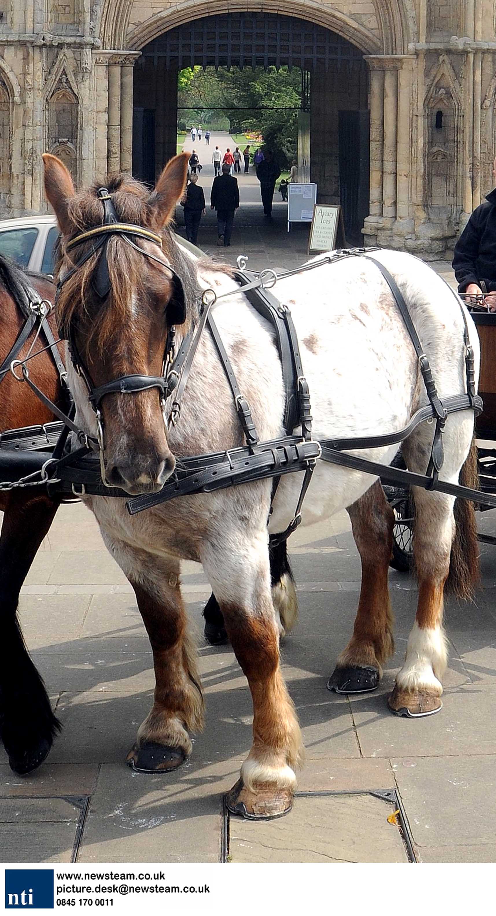 Bury horse kills woman