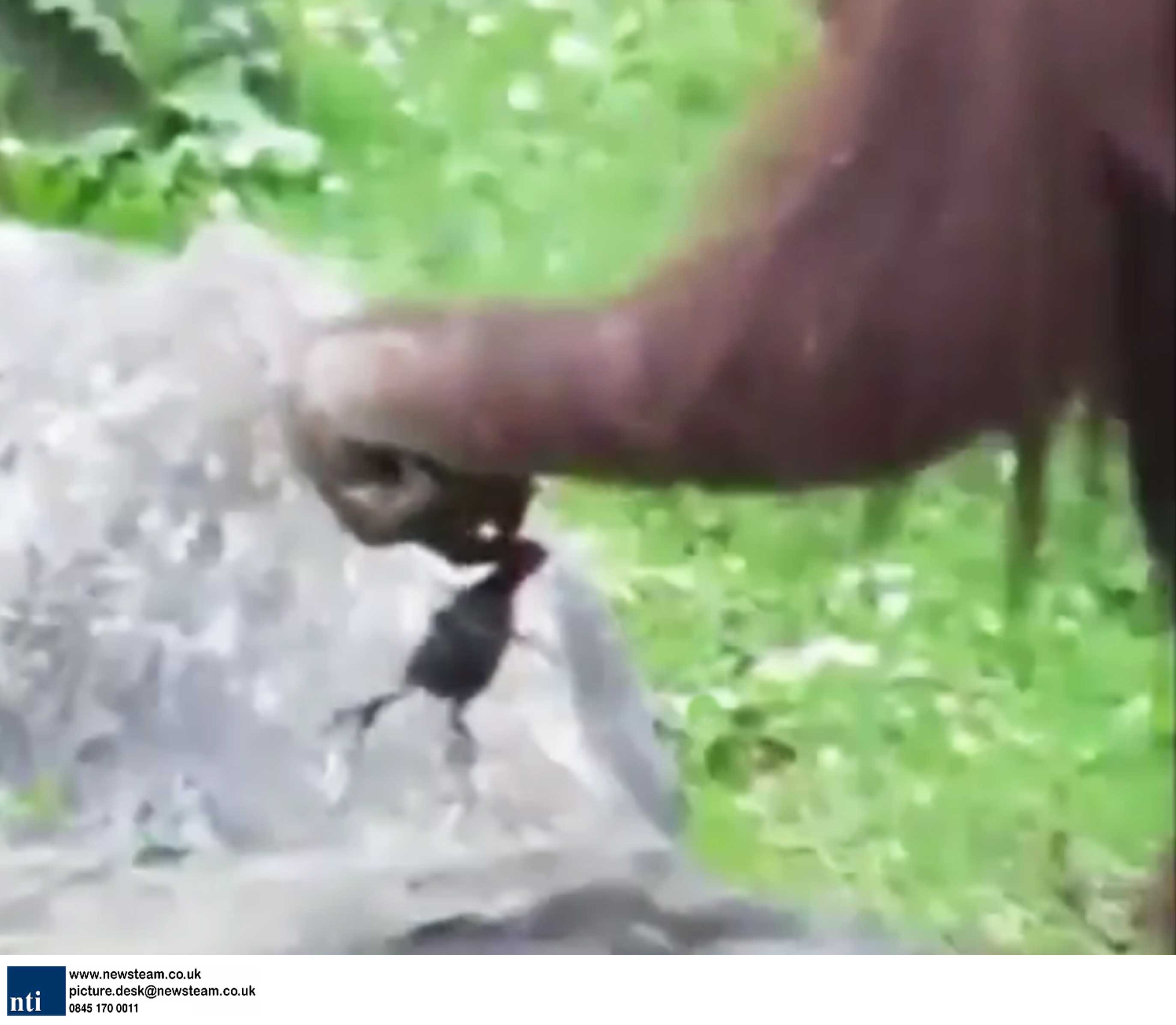 Orangutan saves baby duckling