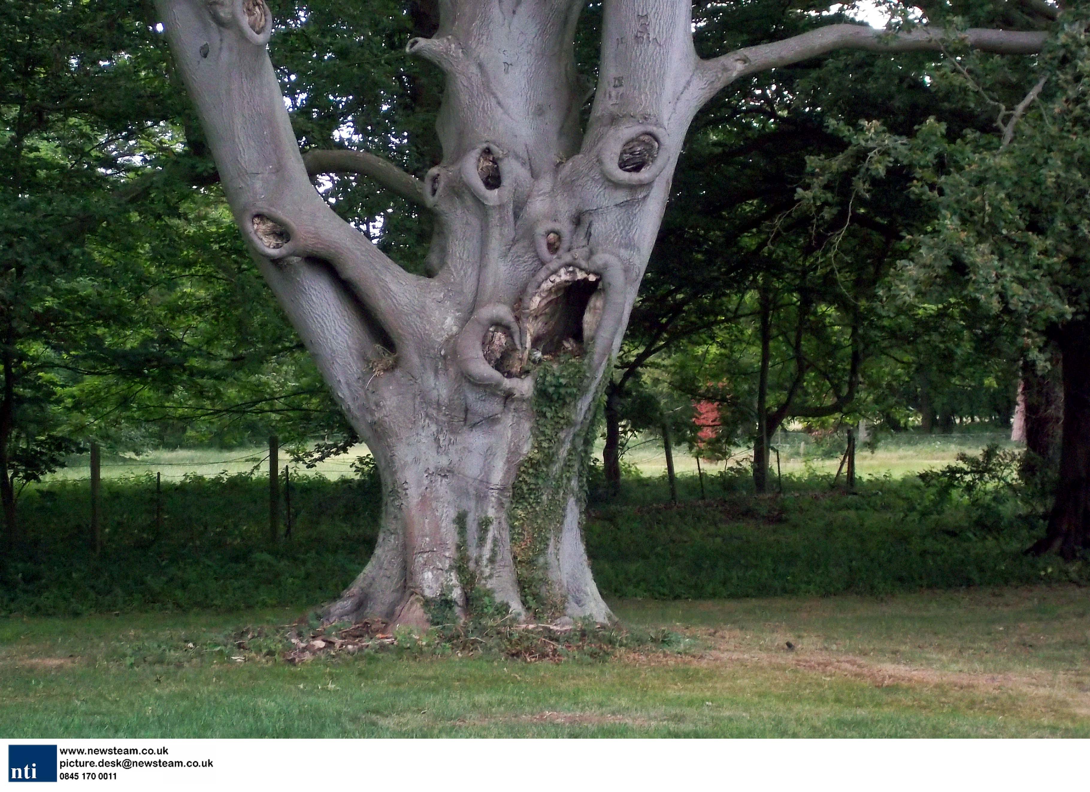 The tree that kids are scared to climb