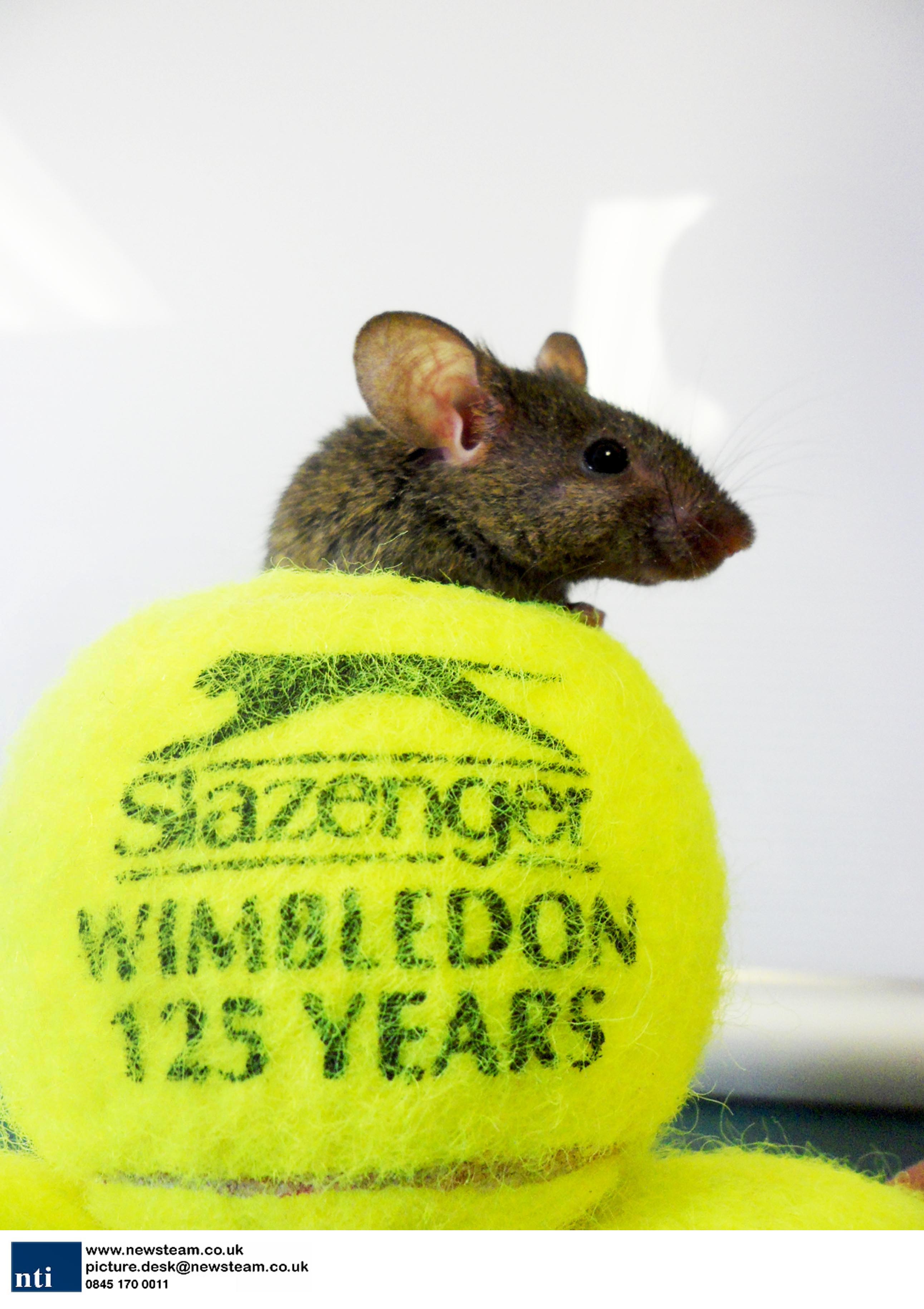 Mice make home in Wimbledon tennis balls