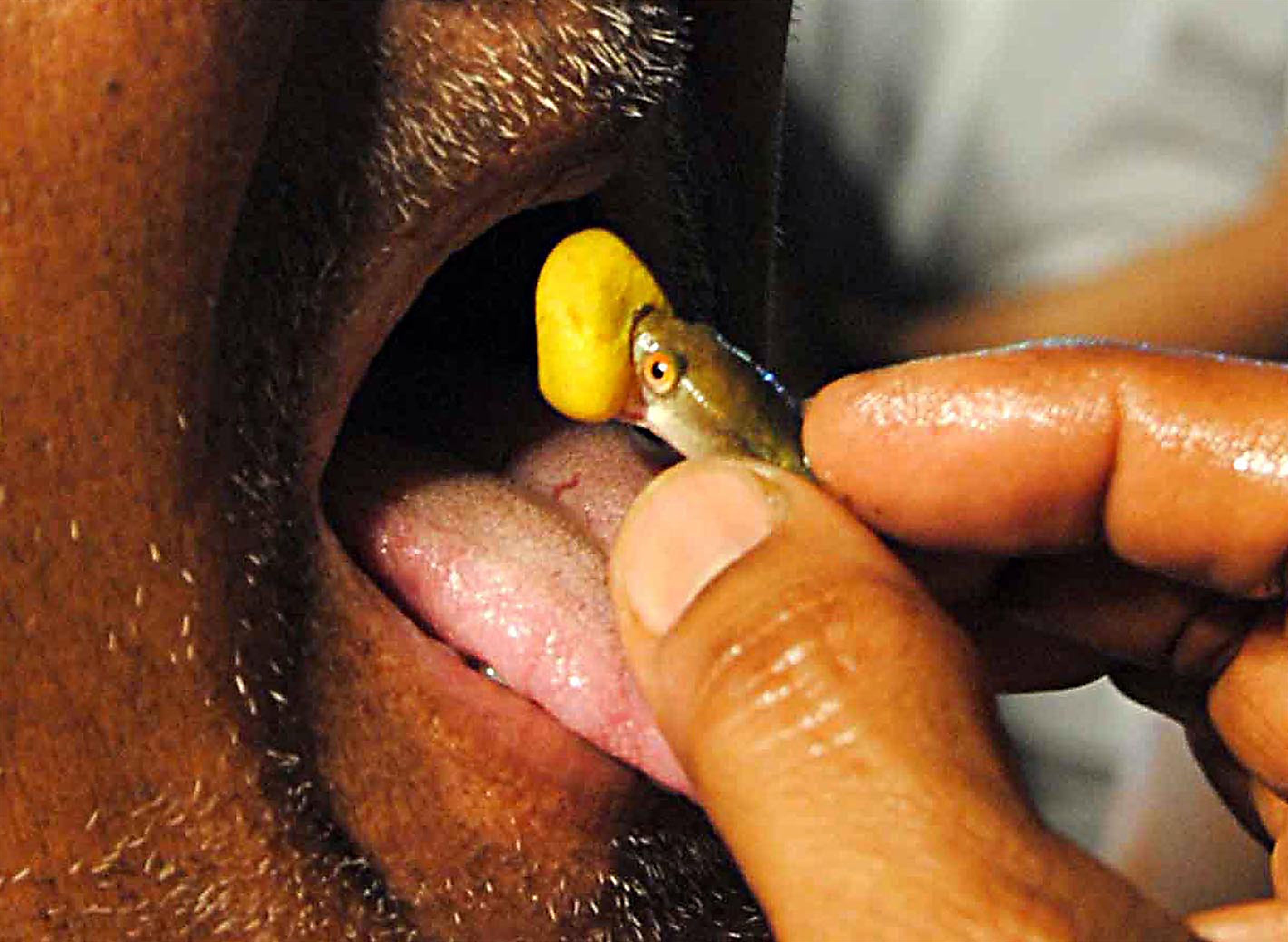 Indian fish pill cures breathing problems
