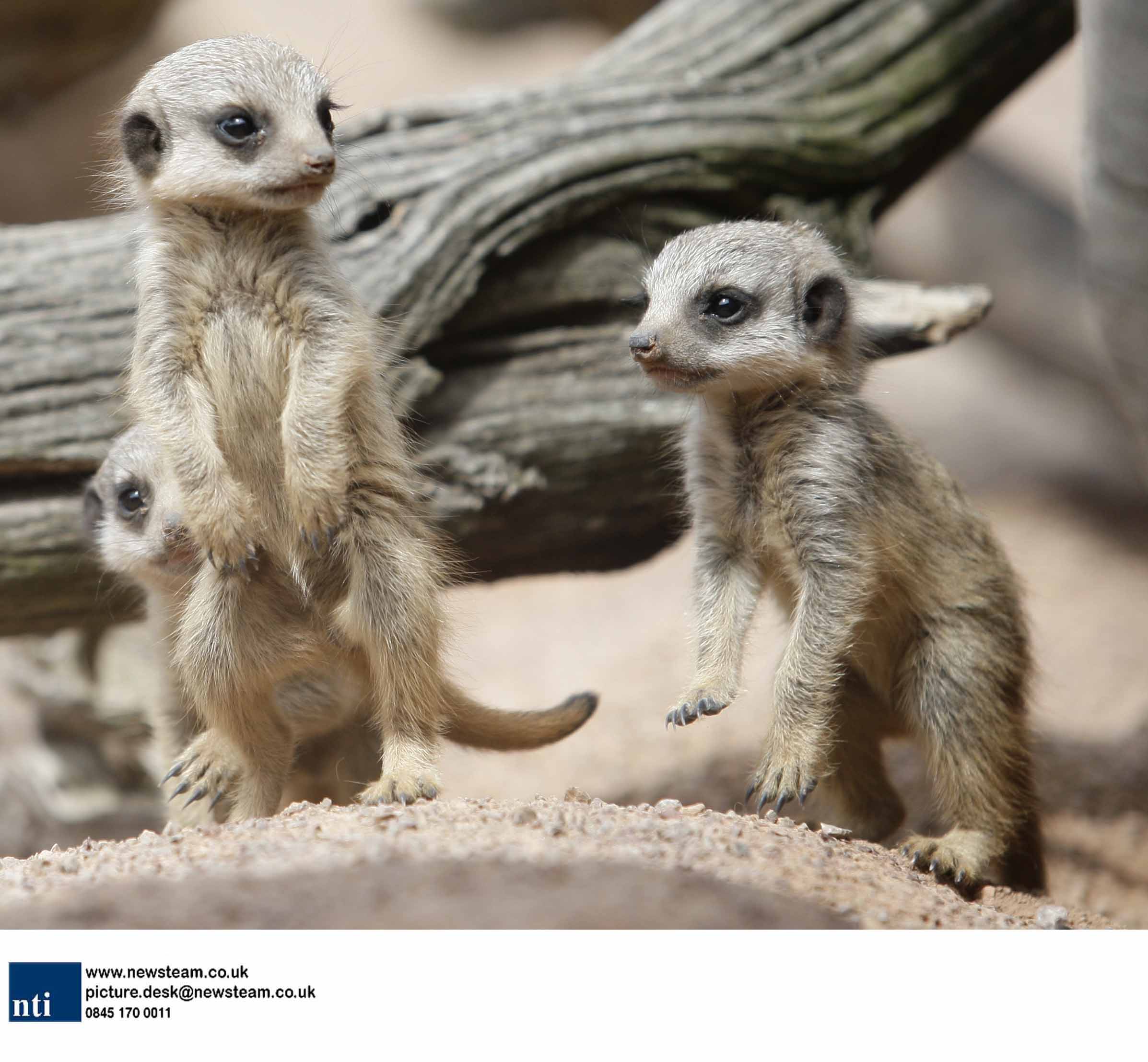 Baby meerkats born at West Midlands Safari Park