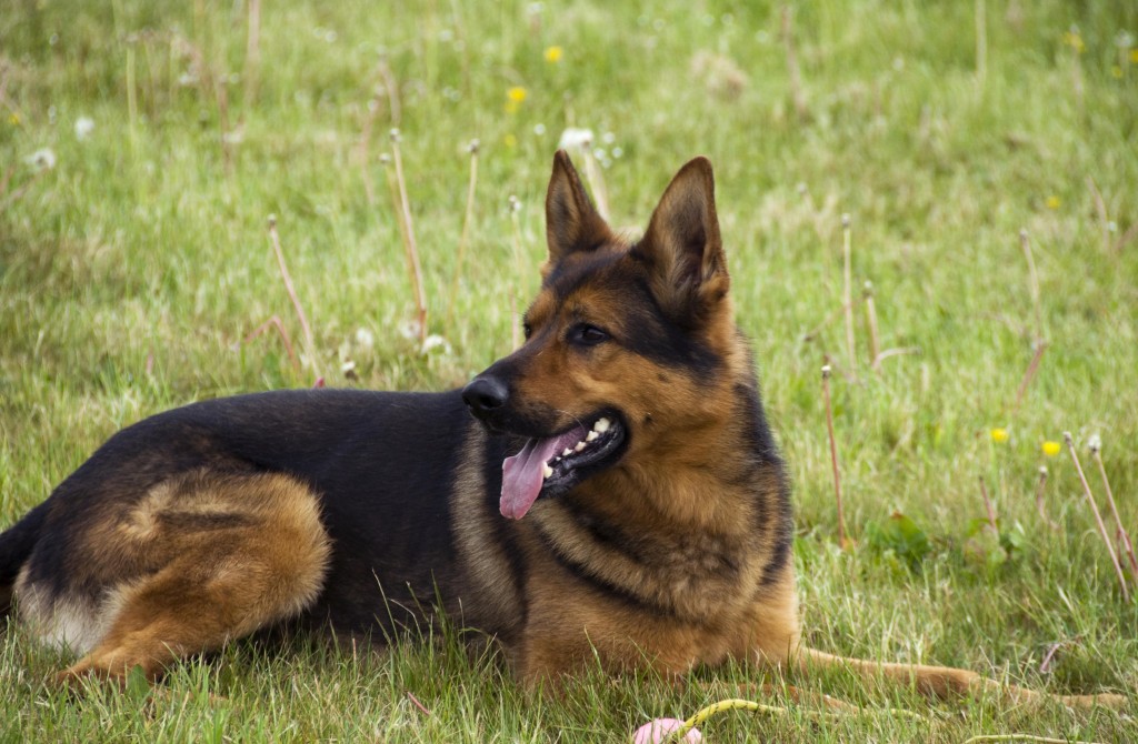 alsation tasered by police