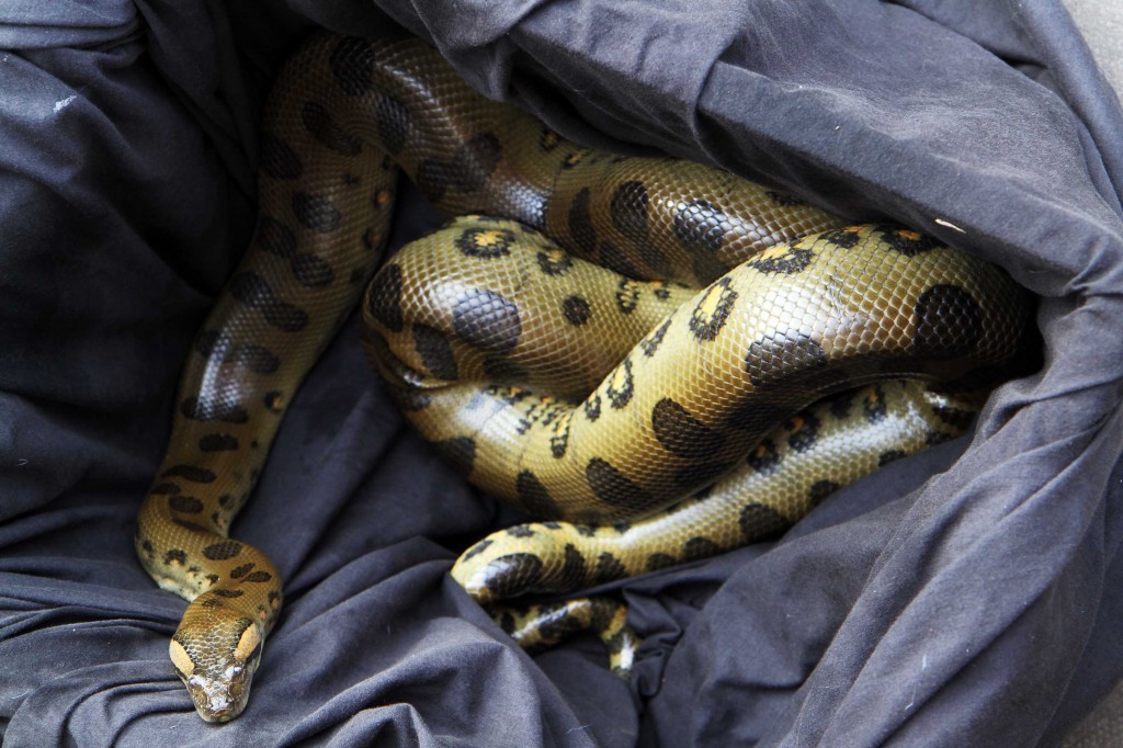 SNAKE SPOTTED OUT FOR A SLITHER