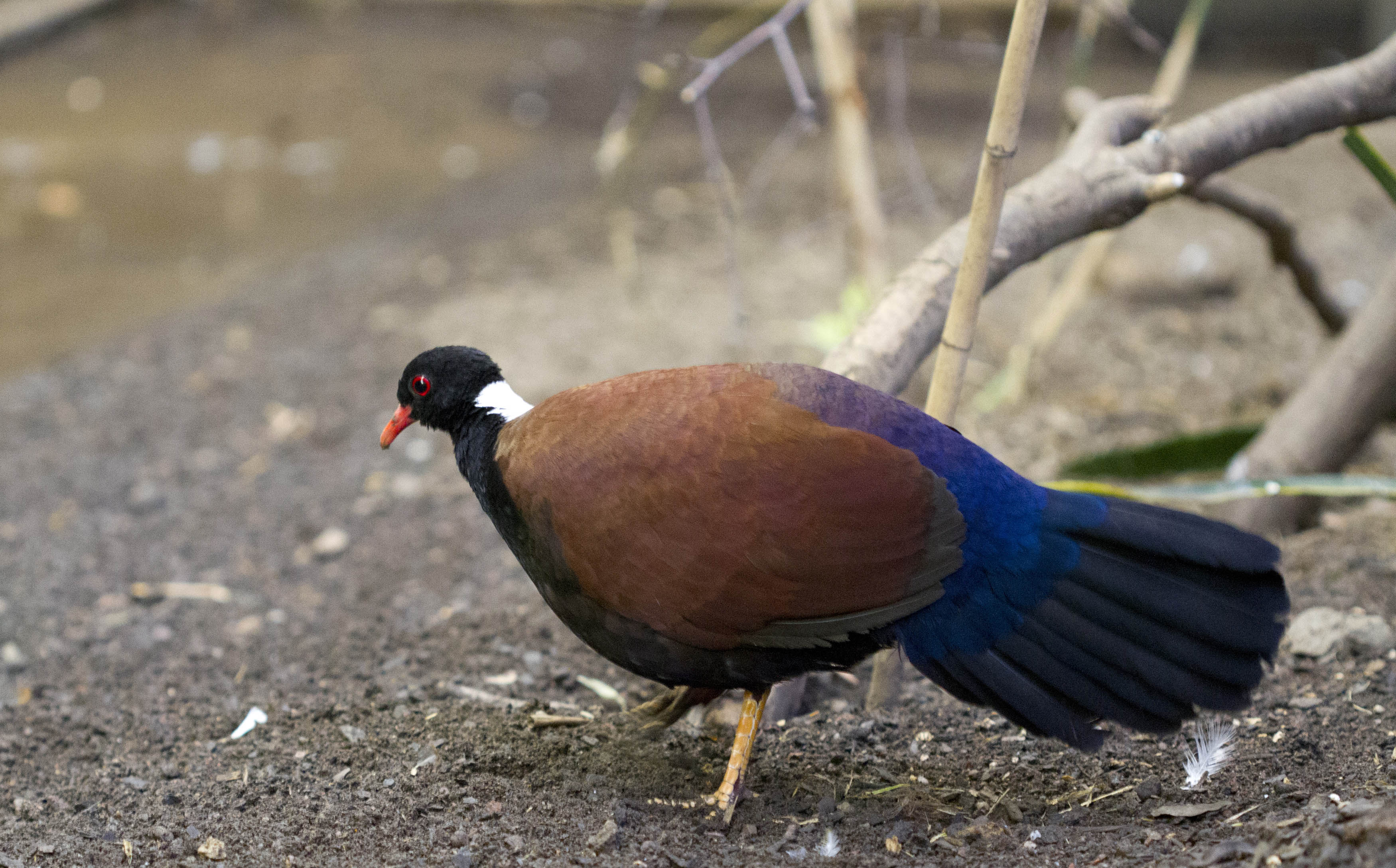 Colourful new bird species at RZSS Edinburgh Zoo