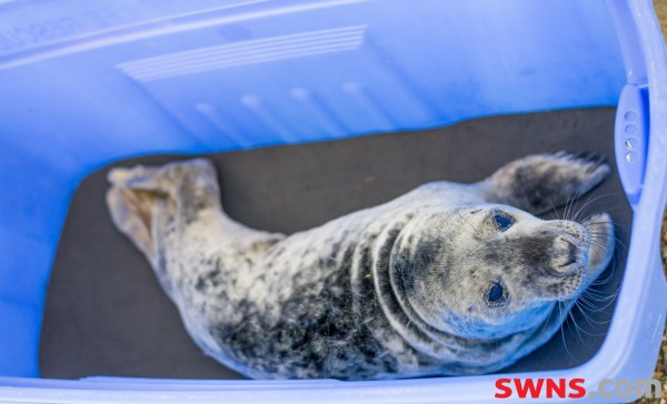 SEALS BEING FITTED WITH ‘SMARTPHONES’ TO TRACK THEIR DECLINE
