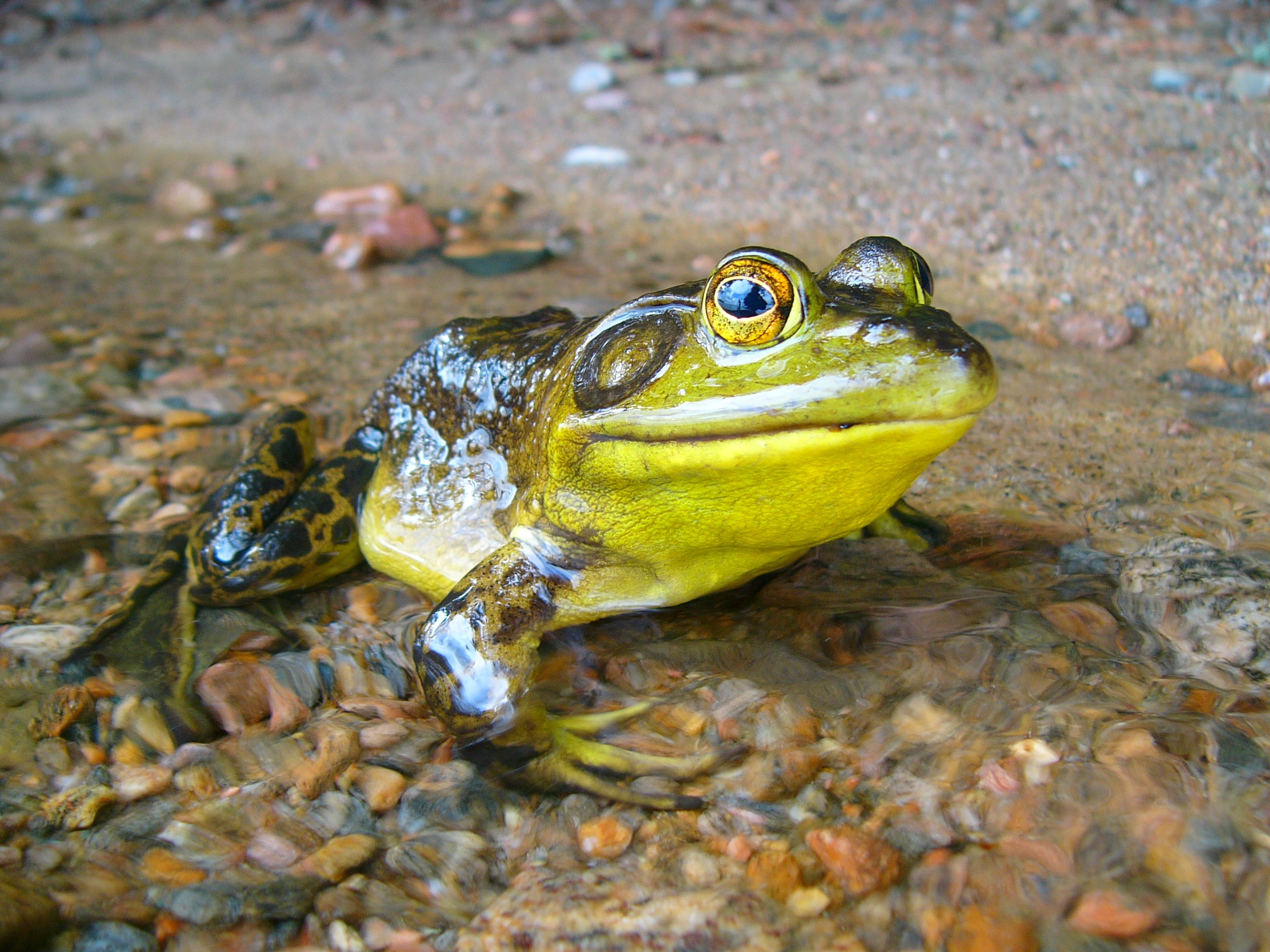 FROGS FEARED TO BE CRUELLY KEPT TURNED OUT TO BE HAVING SEX