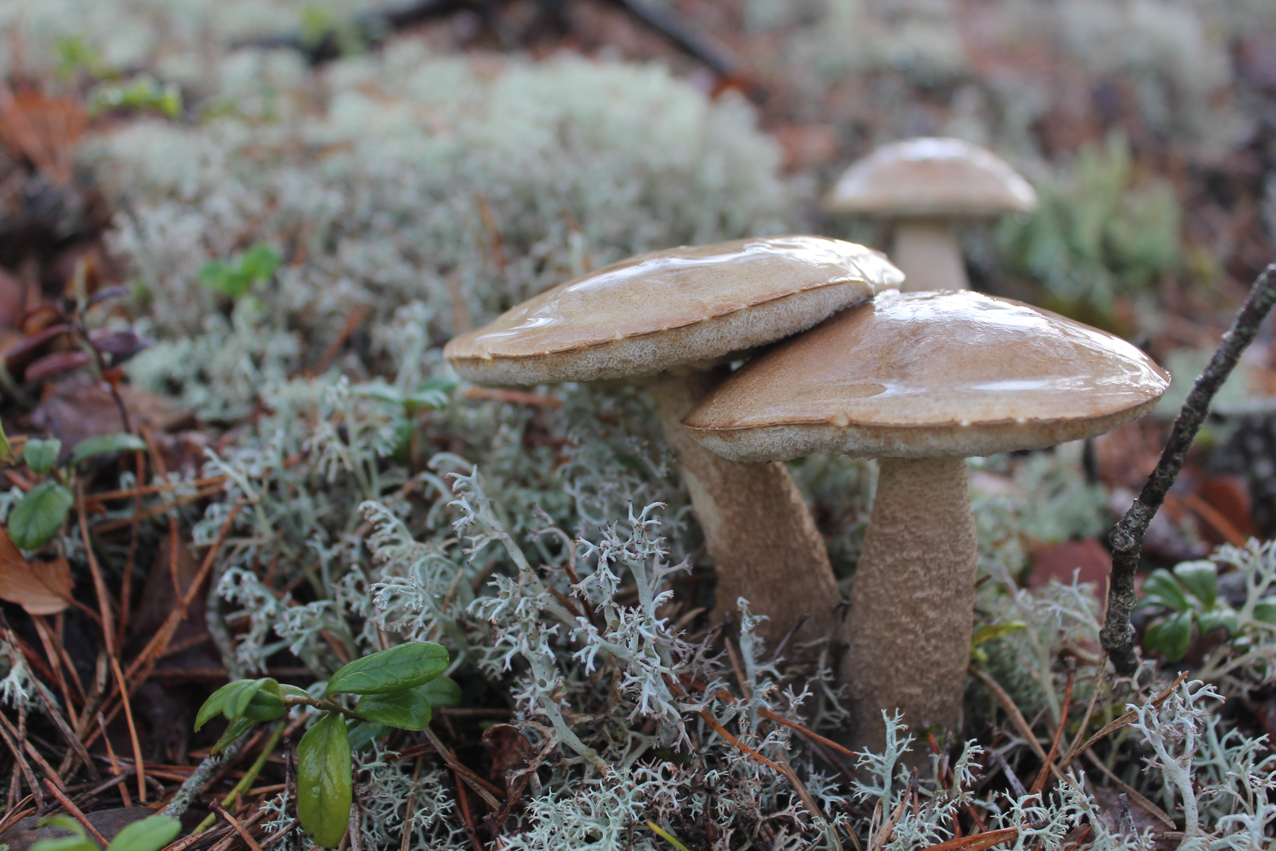MAGIC MUSHROOMS STOPS PEOPLE FEELING LEFT OUT