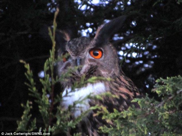 MAN CLAIMS ‘TERROR OWL’ ATTACKED HIM AS HE WAS BALD