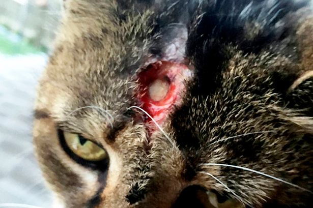 YOB JAILED FOR THROWING BOILING WATER OVER NEIGHBOUR’S CAT