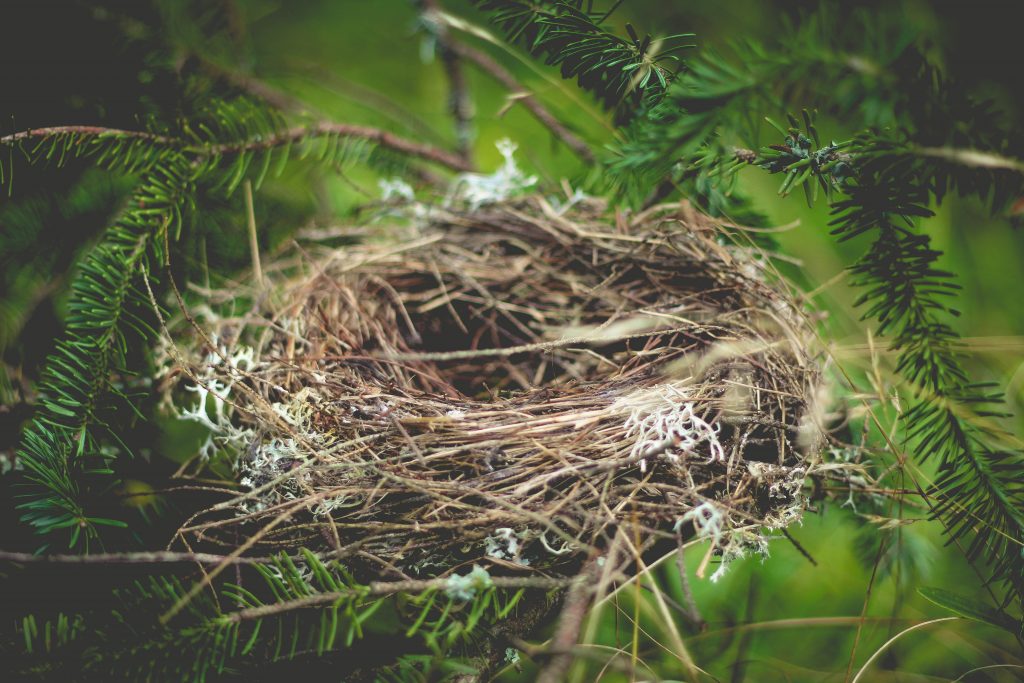 ROBIN'S NEST FOUND IN CAR DASHBOARD