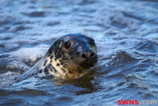 SEAL RESCUED FROM SCOTTISH BEACH AFTER BECOMING TANGLED IN NET