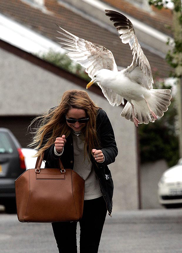 WOMAN ATTACKED BY DIVE-BOMBING SEAGULL IN LAND-LOCKED WORCESTER