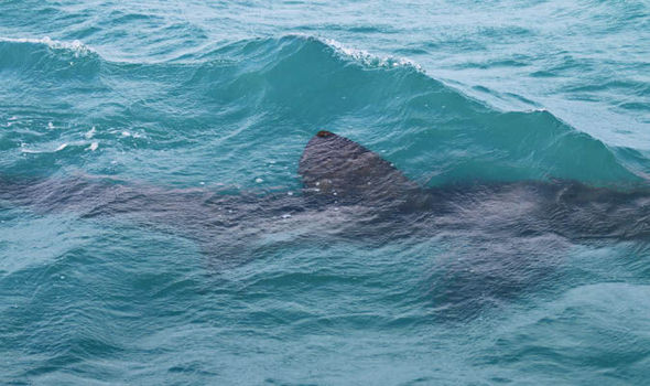 BASKING SHARK DISCOVERED OFF CORNISH COAST A MONTH EARLY