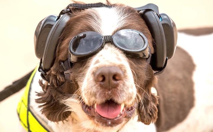 NIGHT VISION GOGGLES USED TO COMBAT DOG FOULING HAVEN’T CAUGHT ANYONE