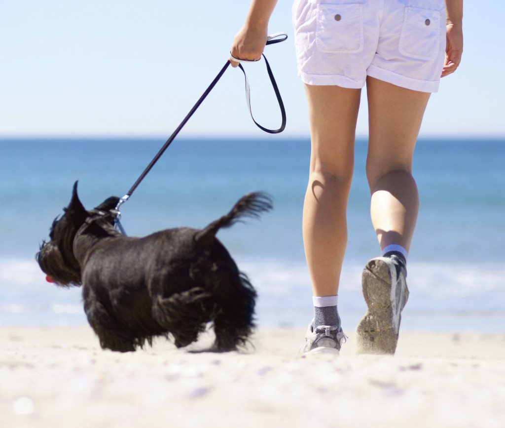 MISSING DOG RESCUED ON THE BRINK OF DEATH REUNITED WITH LOVING OWNER