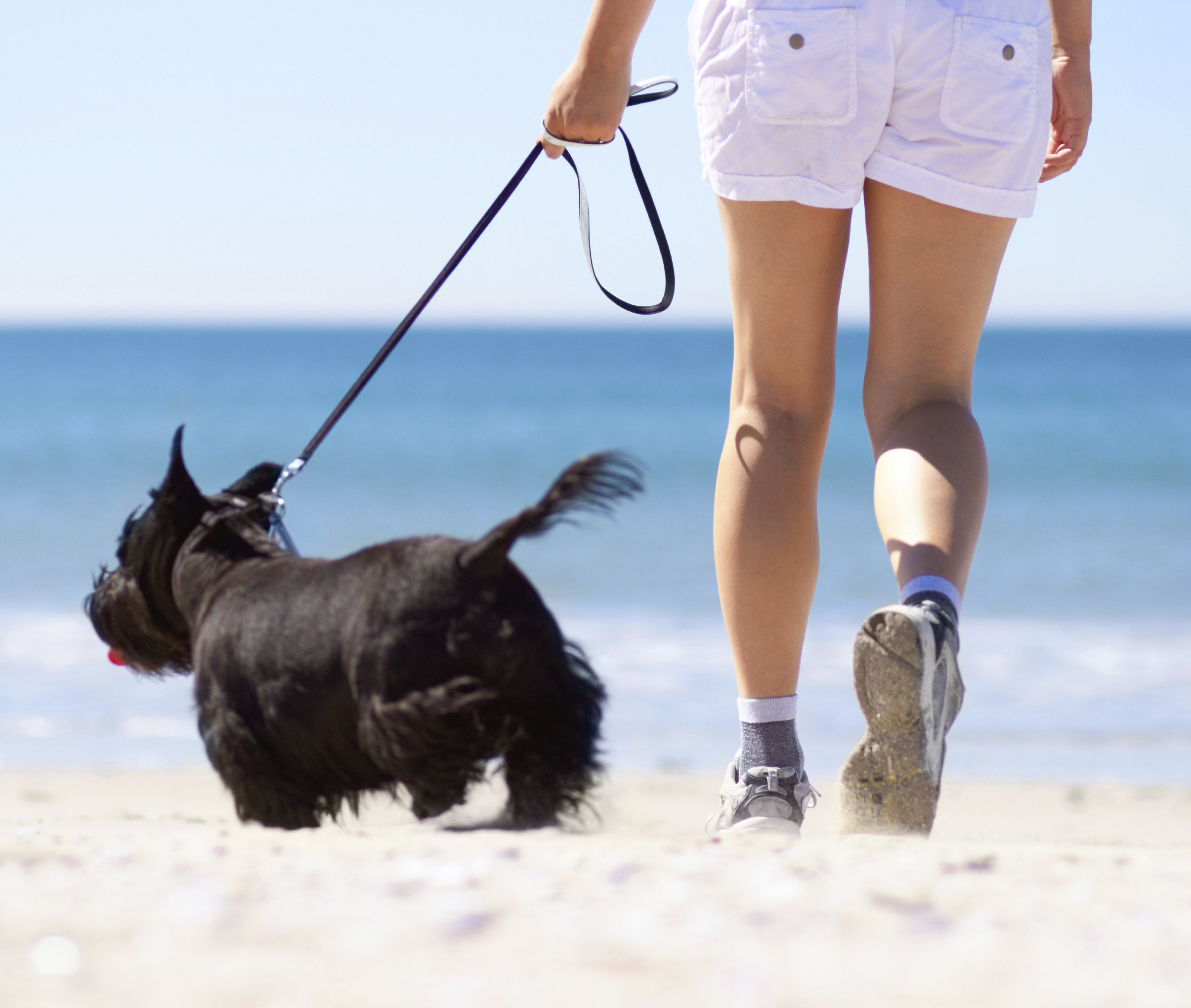 MISSING DOG RESCUED ON THE BRINK OF DEATH REUNITED WITH LOVING OWNER