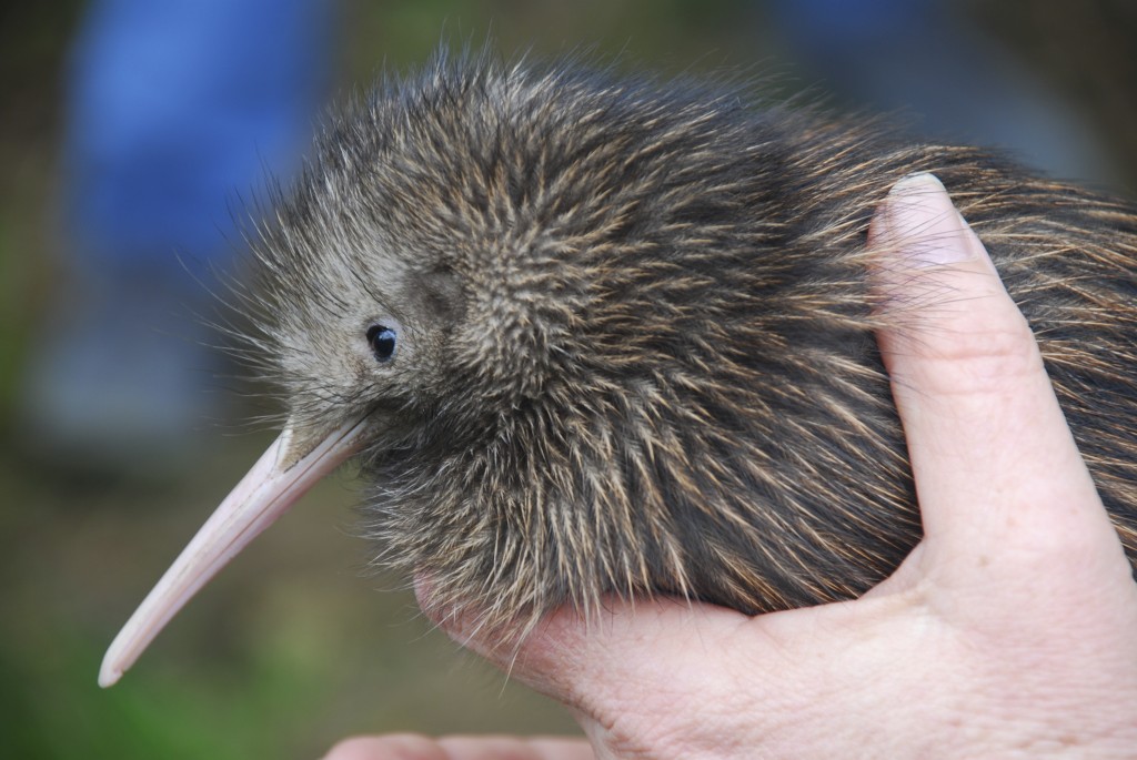 first ever kiwi bird uk zoo