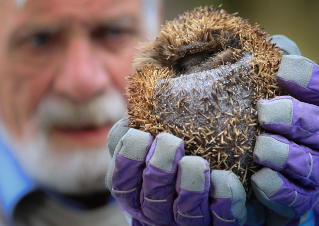 SPINELESS HEDGEHOG RESCUED FROM STUDENT HALLS IS “EATING FOR ENGLAND”
