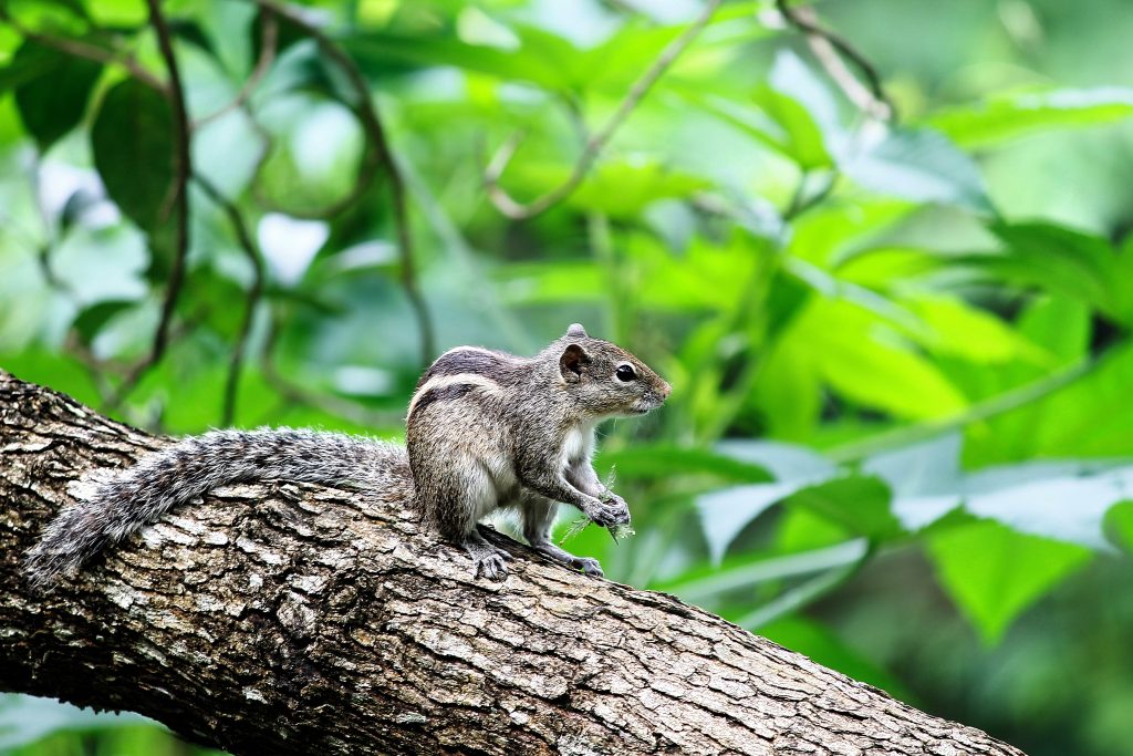 CHILDMINDER GETS TOP MARKS FOR NAMING HER SQUIRRELS