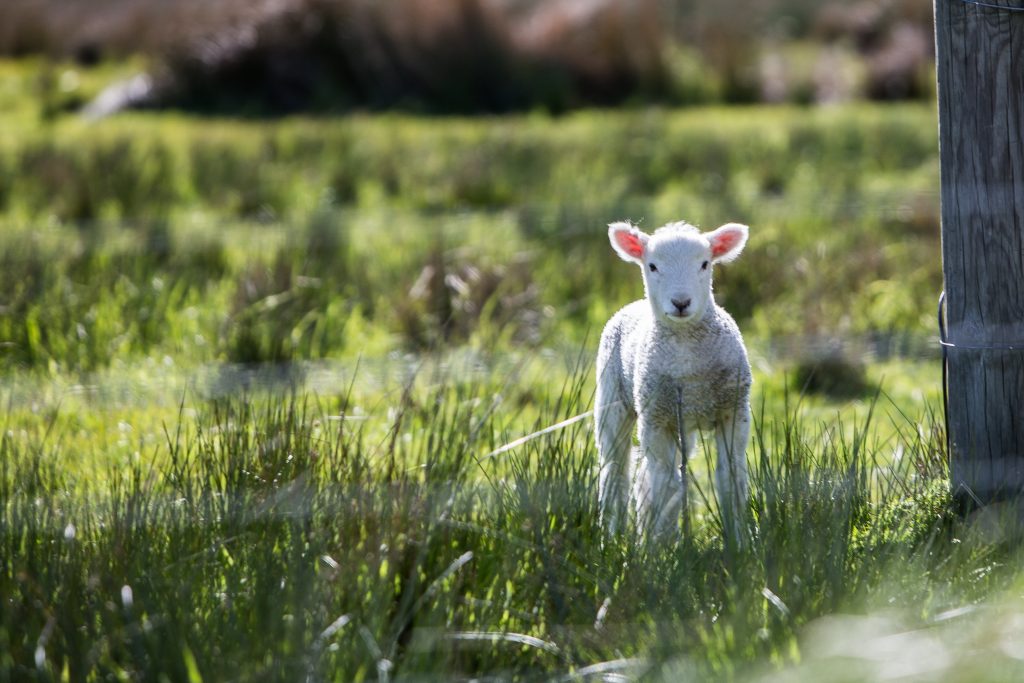 COPS ARREST GANG WITH THREE SHEEP HIDDEN IN CAR