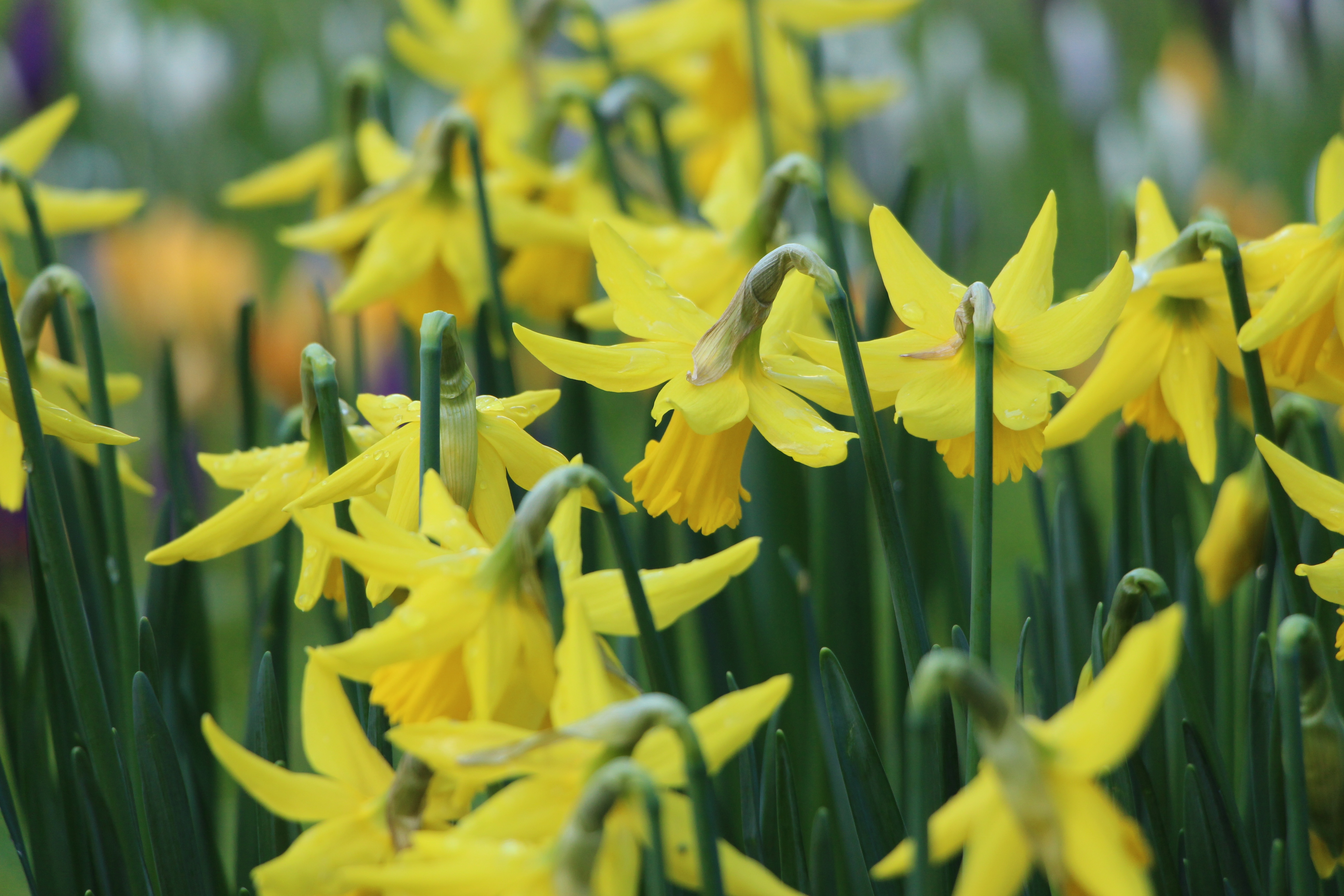 DAFFODILS HELP INSPIRE DESIGN OF STABLE STRUCTURES