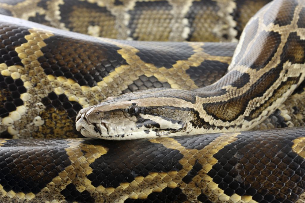 PYTHON GOES MISSING IN GLOUCESTER
