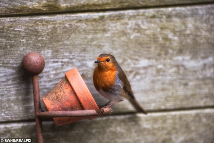 STUNNING ROBIN PICTURES  BY SECRET SNAPPER CHOSEN TO BE USED BY RSPB