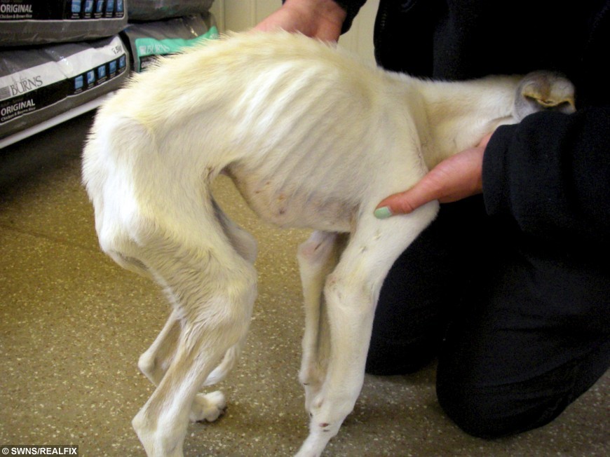 THINNEST DOG RSPCA HAVE EVER SEEN ON ROAD TO RECOVERY AT NEW HOME