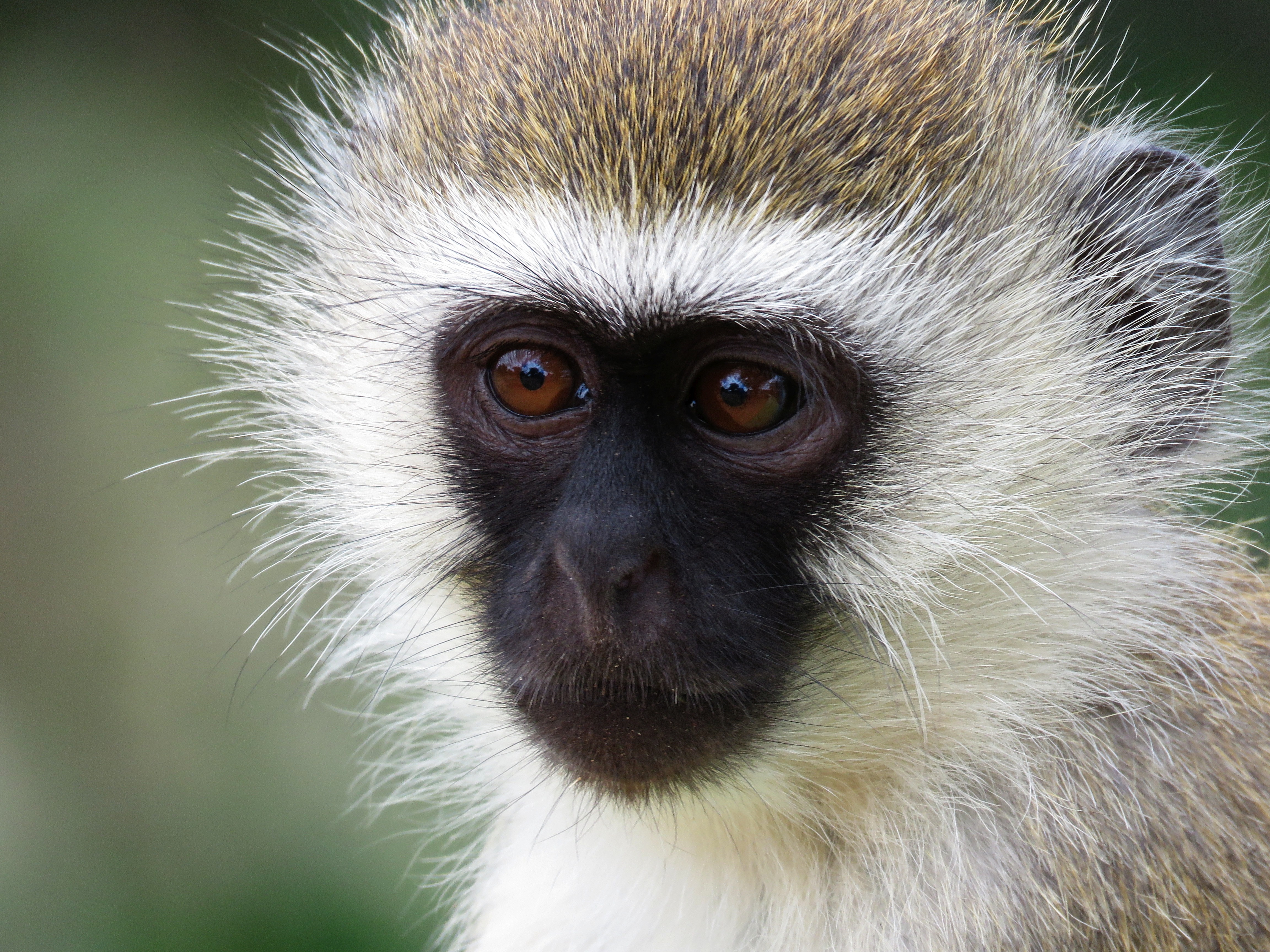 TOURISTS WARNED NOT TO FEED WILD MONKEYS AS THEY COULD LOSE THEIR FUR