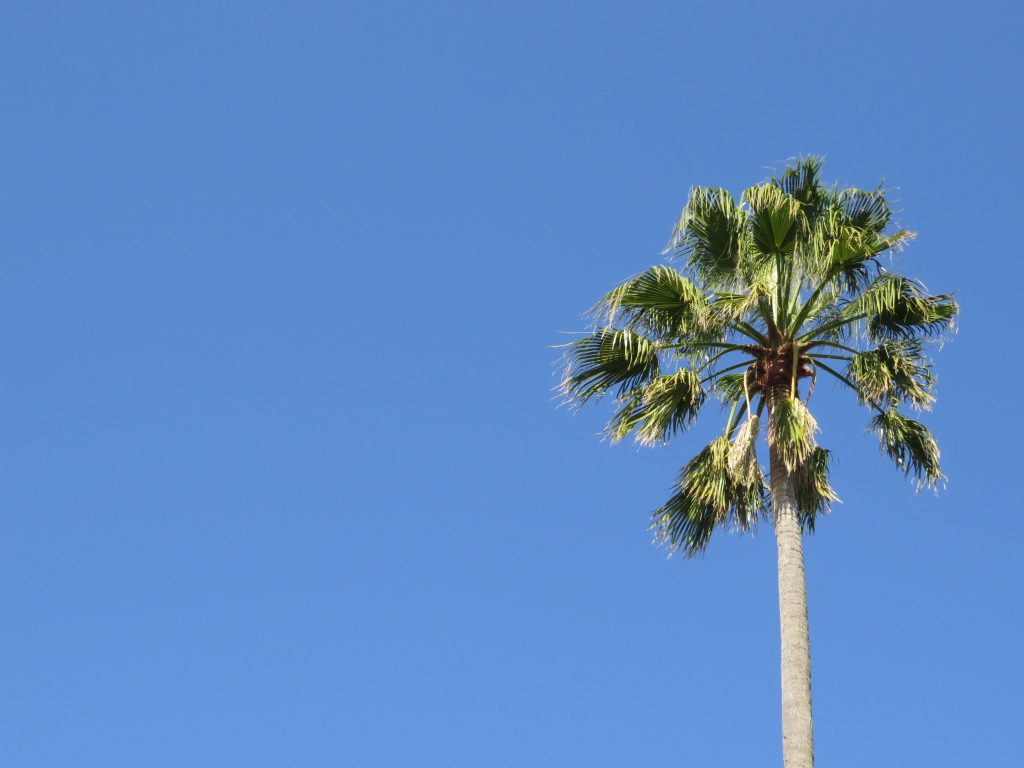 TWO PEOPLE INJURED AS CACTUS HIT PALM TREE