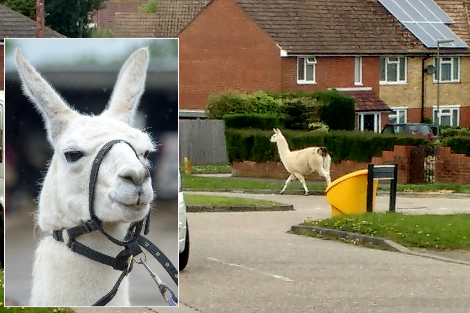 WOMAN RUGBY-TACKLED ESCAPED LLAMA CALLED BRAD PITT