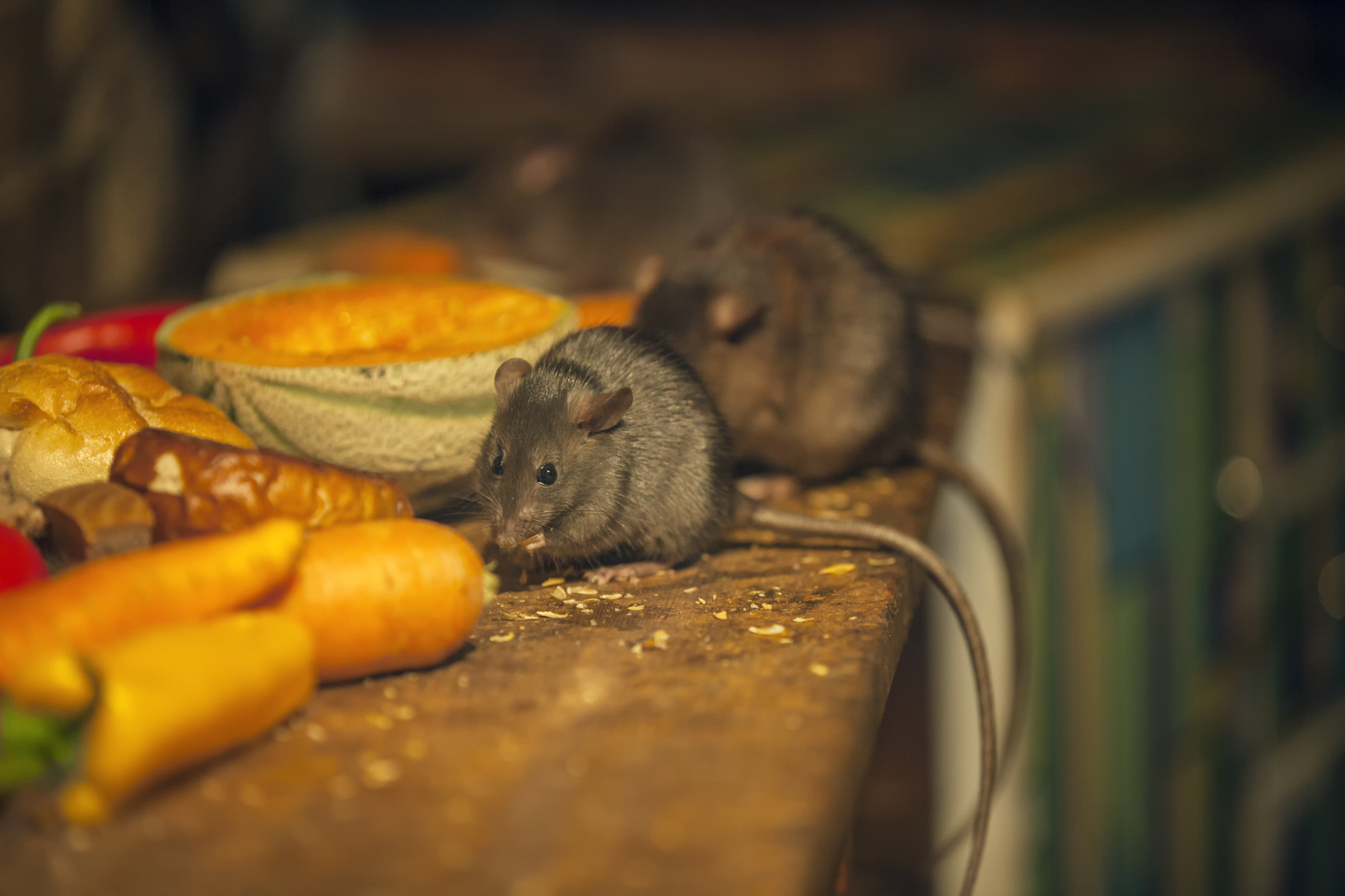 COUNCIL THREATENS TO SHUT DOWN HOUSE BECAUSE OF RATS