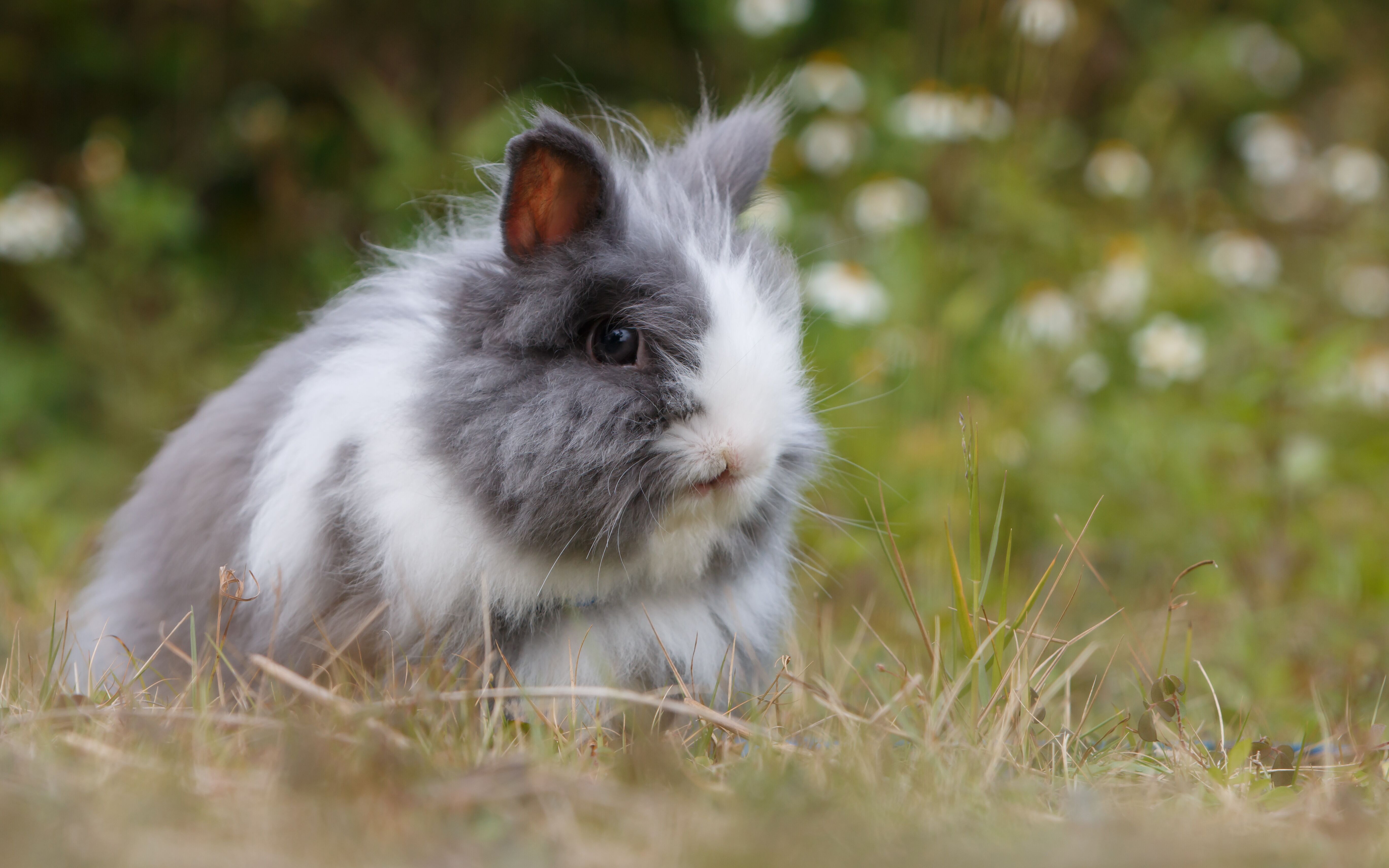 EXPERTS WARNING NOT TO FEED RABBITS LETTUCE