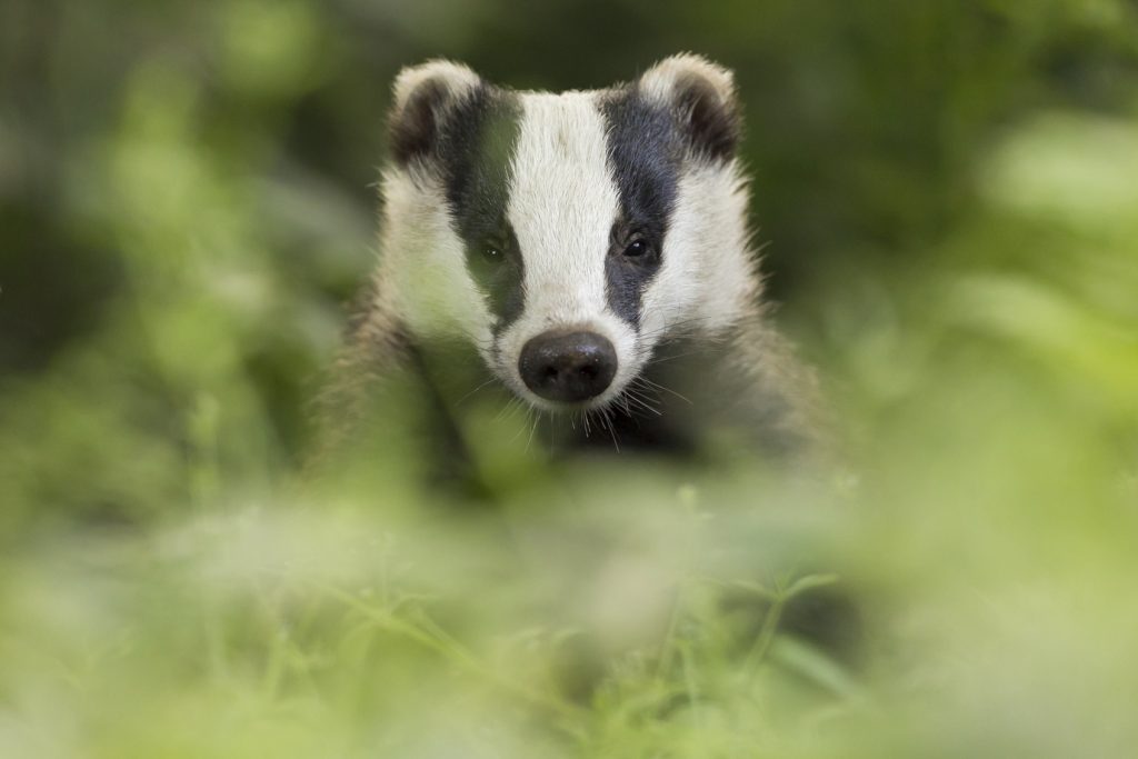 FOUR SENTENCED FOR BADGER BAITING