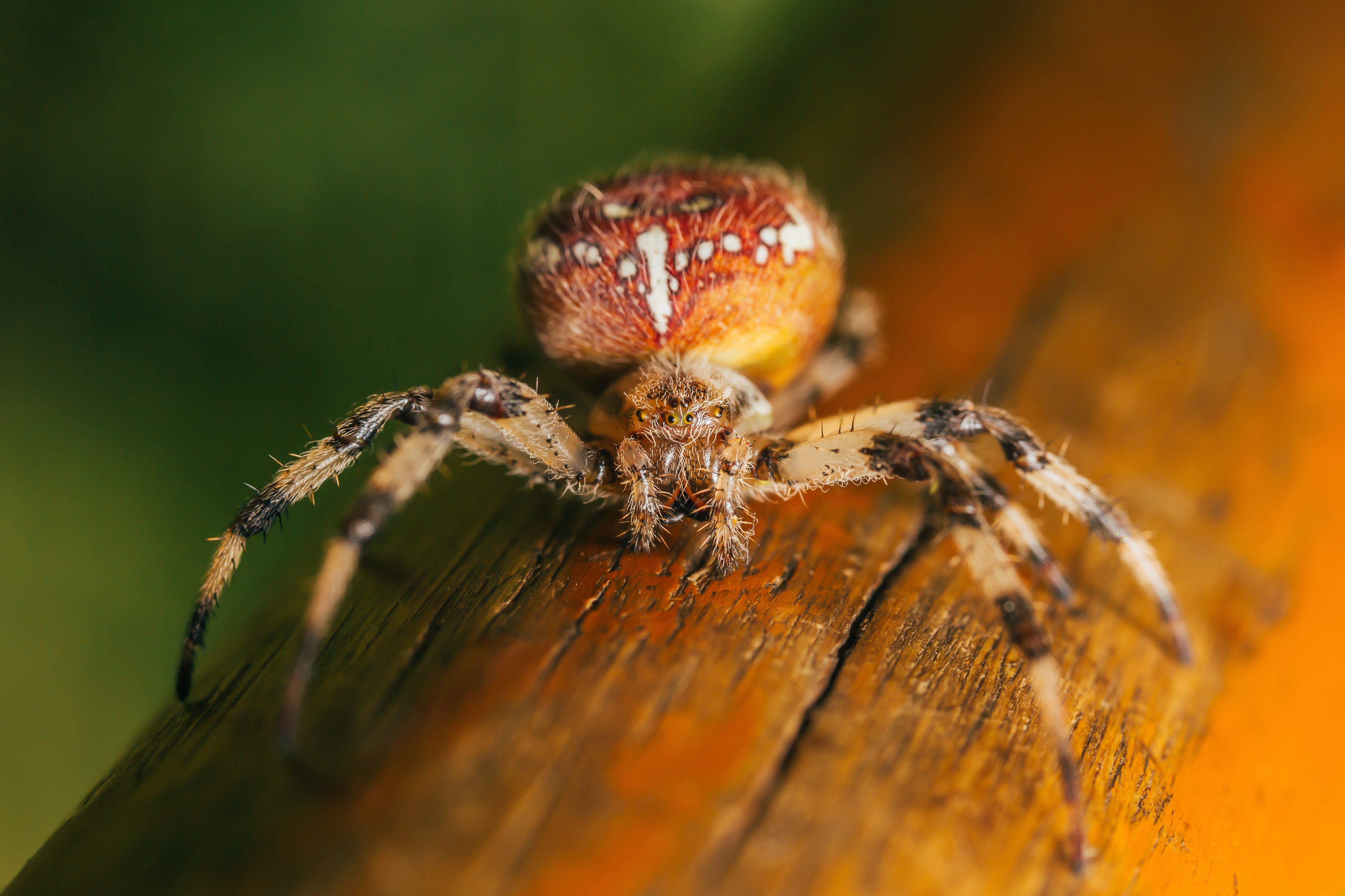 SPIDERS PICK CHUBBY FEMALES FOR FINAL FLING
