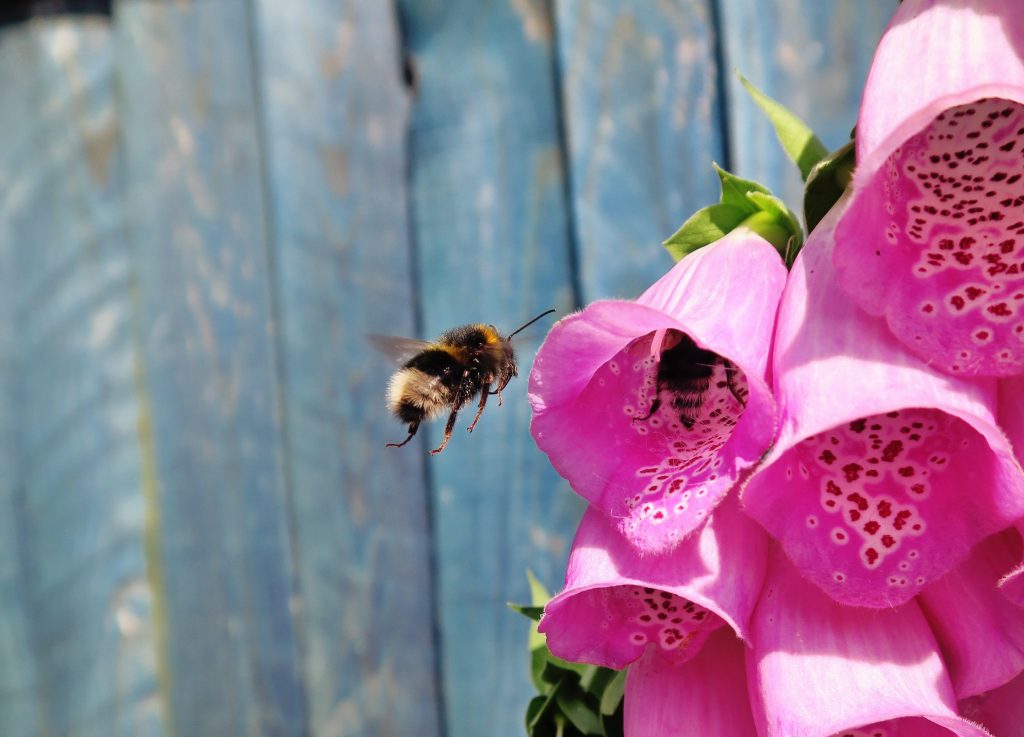 AIR POLLUTION DAMAGES BEES