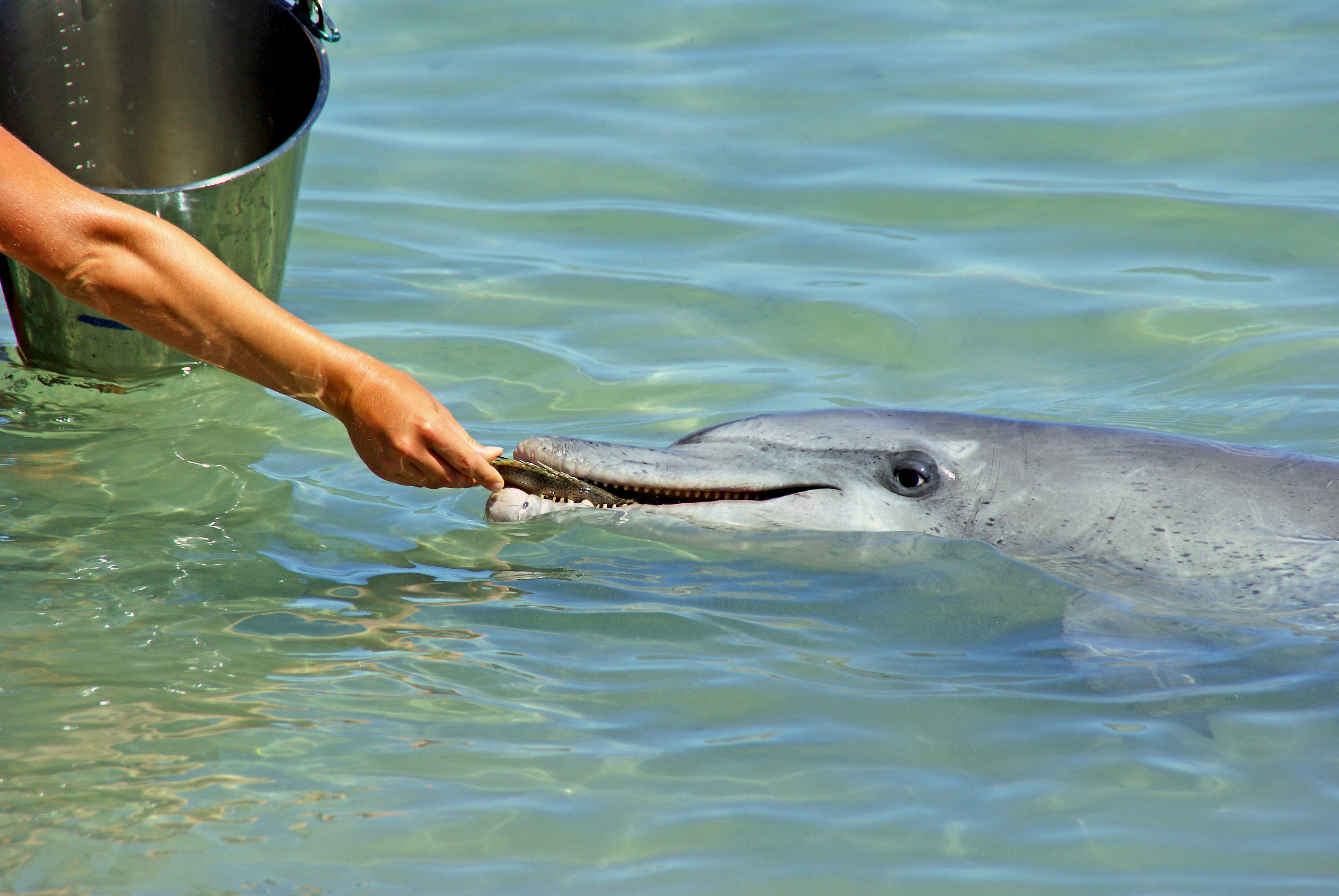 POOR BABY PORPOISE DIES AFTER DRAMATIC RESCUE