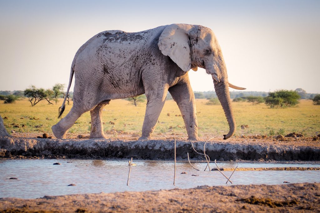 RENOWNED CONSERVATIONIST NARROWLY ESCAPES AFTER BEING CHARGED BY AN ELEPHANT
