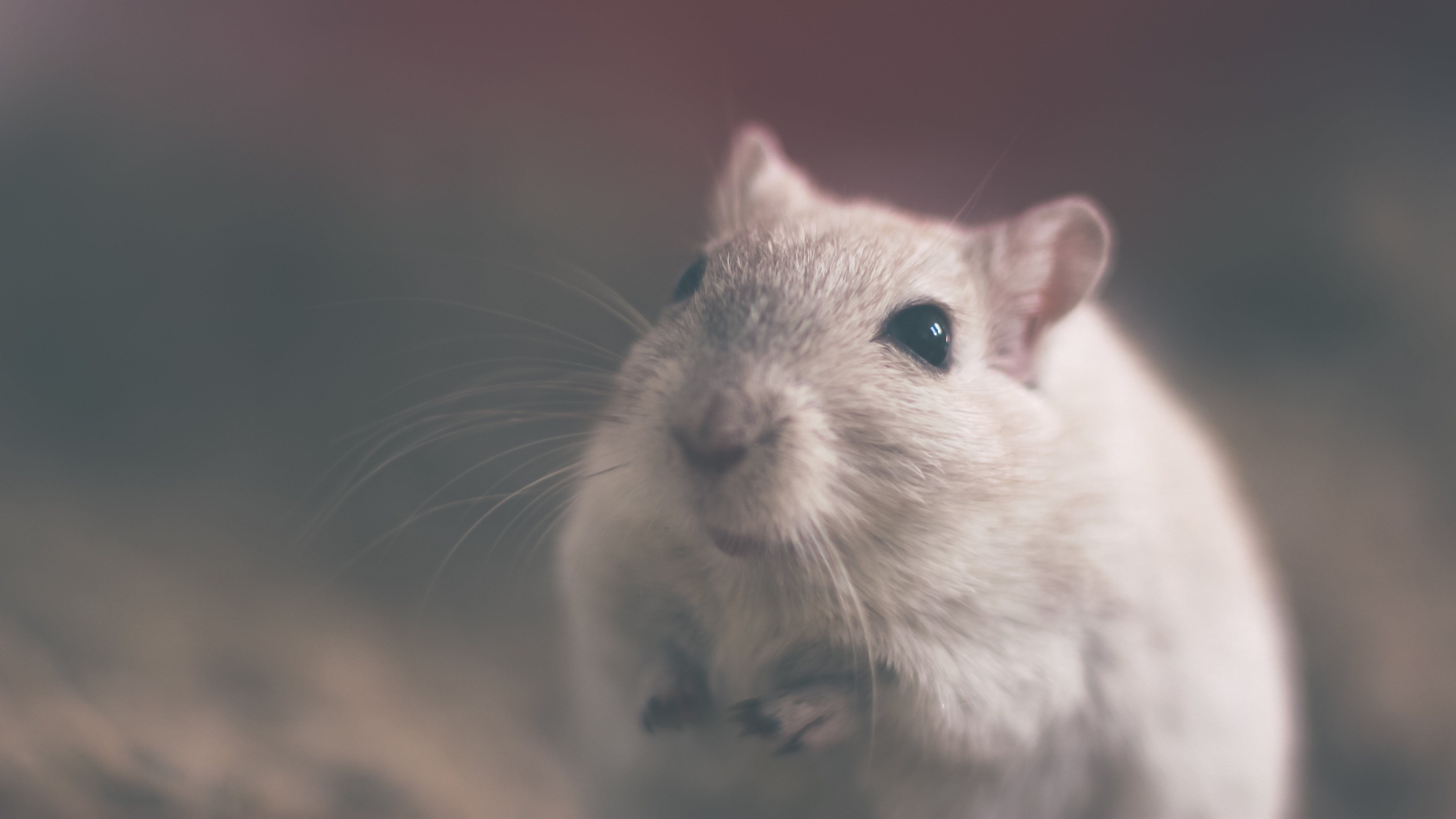 SUPER MICE THAT SNIFF OUT LANDMINES