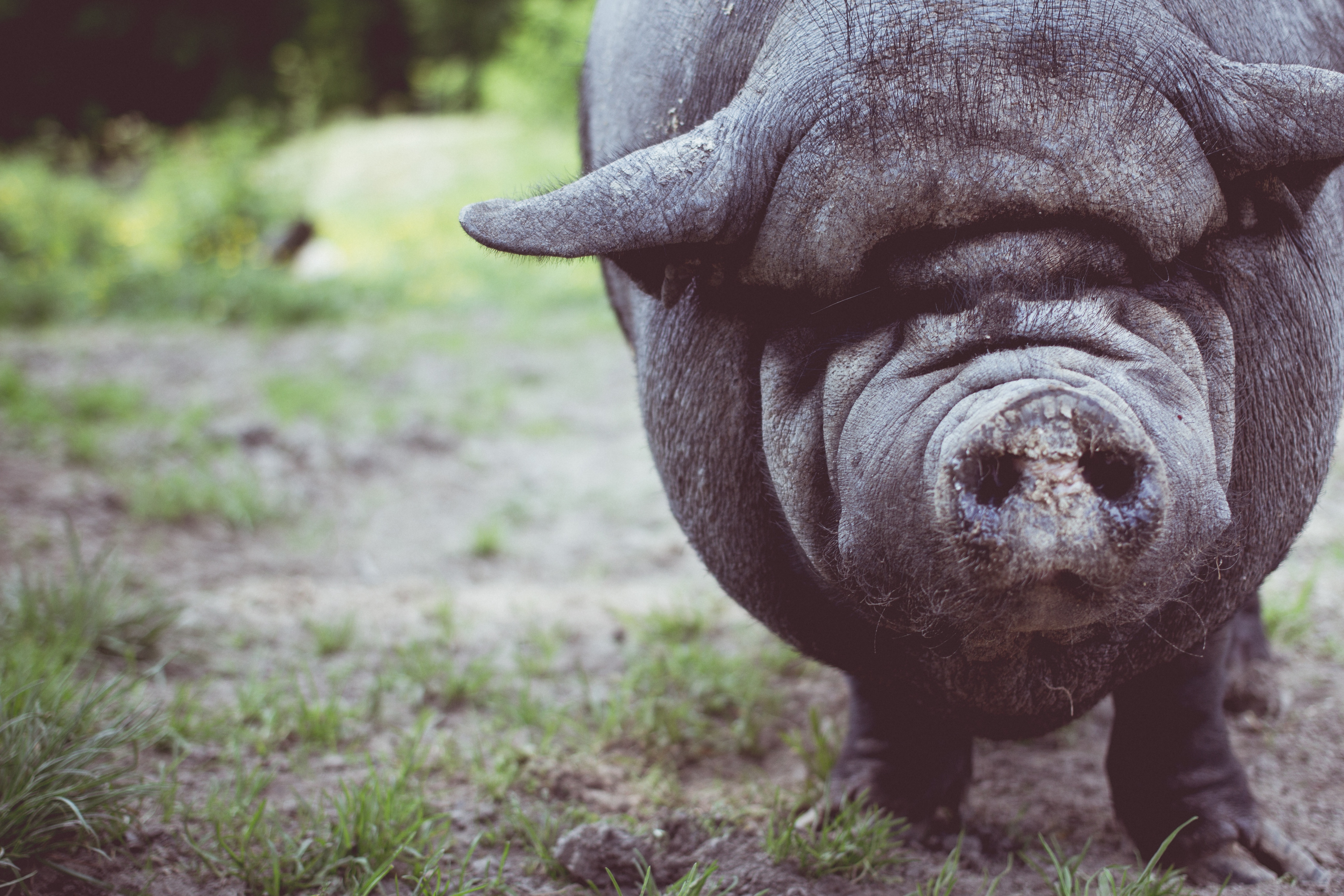 WILD BOAR INTRODUCED BACK INTO WILD CAUSING DAMAGE TO CROPS AND FARMS